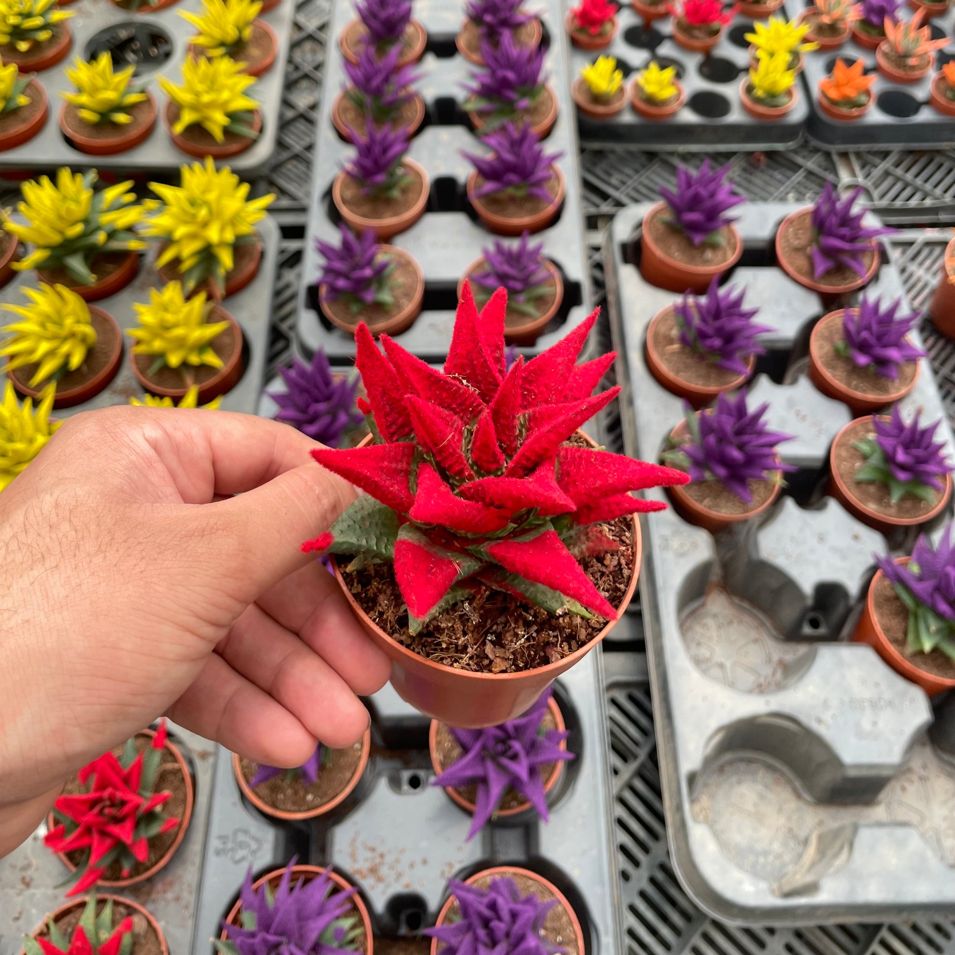 Colored Haworthia - هوارثيا ملونة