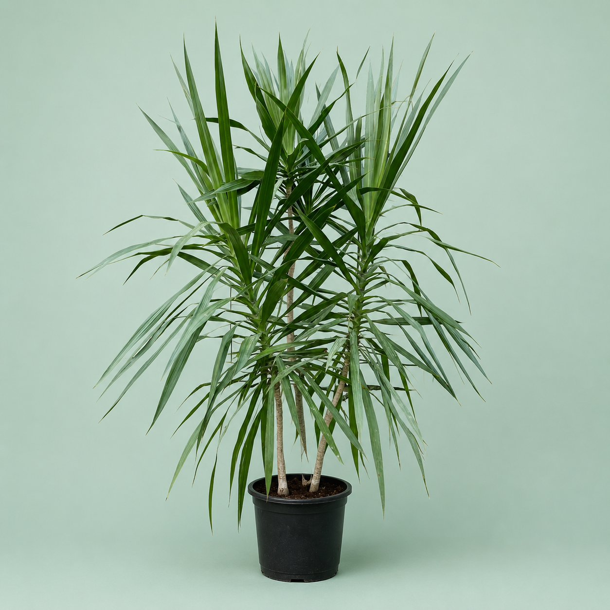 Dracaena - دراسينا سنتروزا