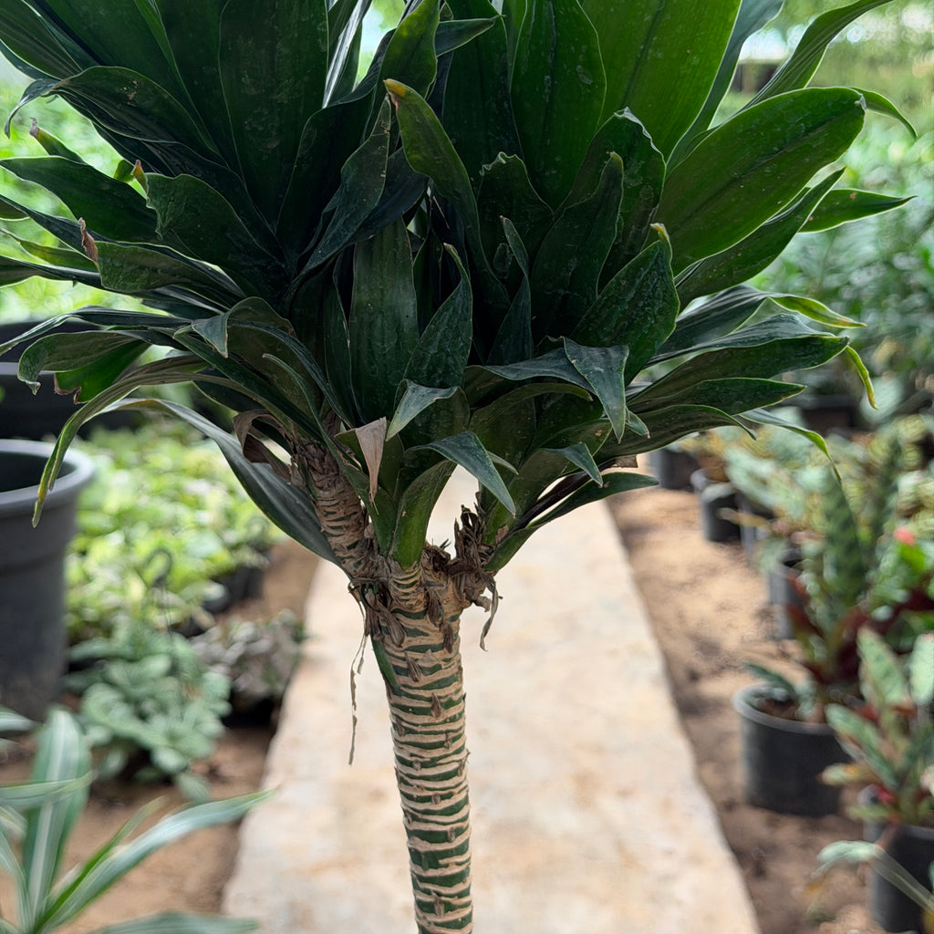 Dracaena Compacta - دراسينا