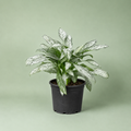 Aglaonema Silver Queen - اجلونيما سيلفر كوين