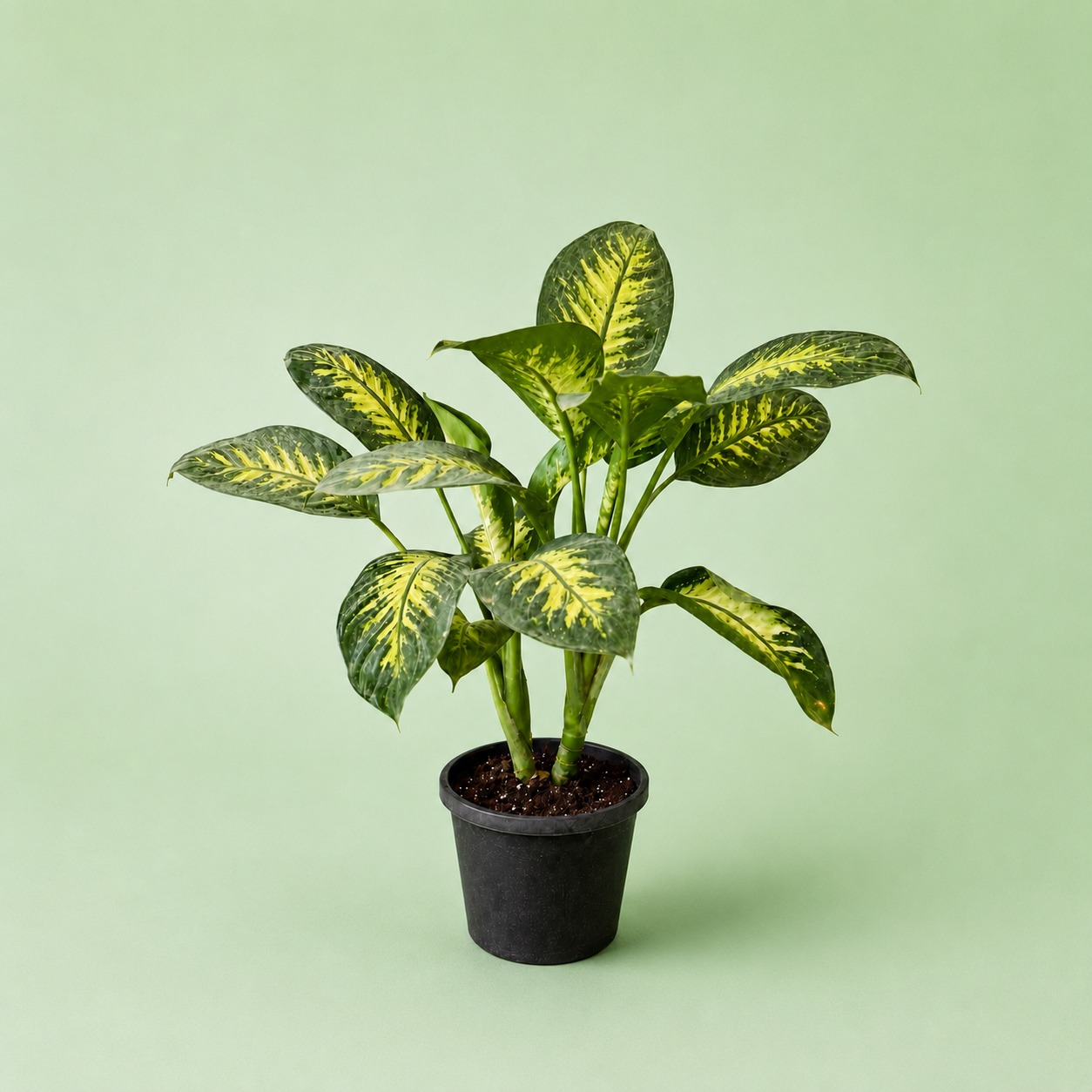 Dieffenbachia - دفنباخيا