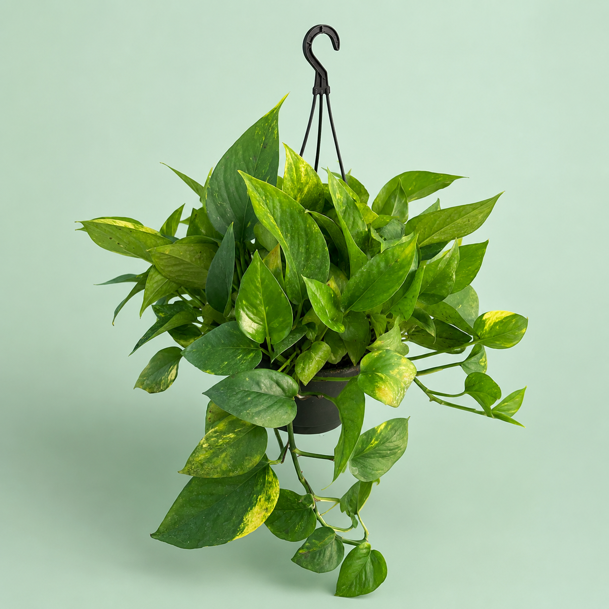 Pothos - بوتس