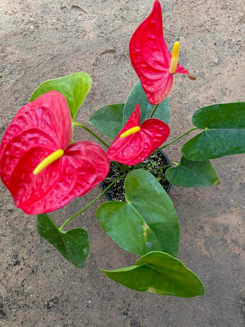 Anthurium - انثوريام