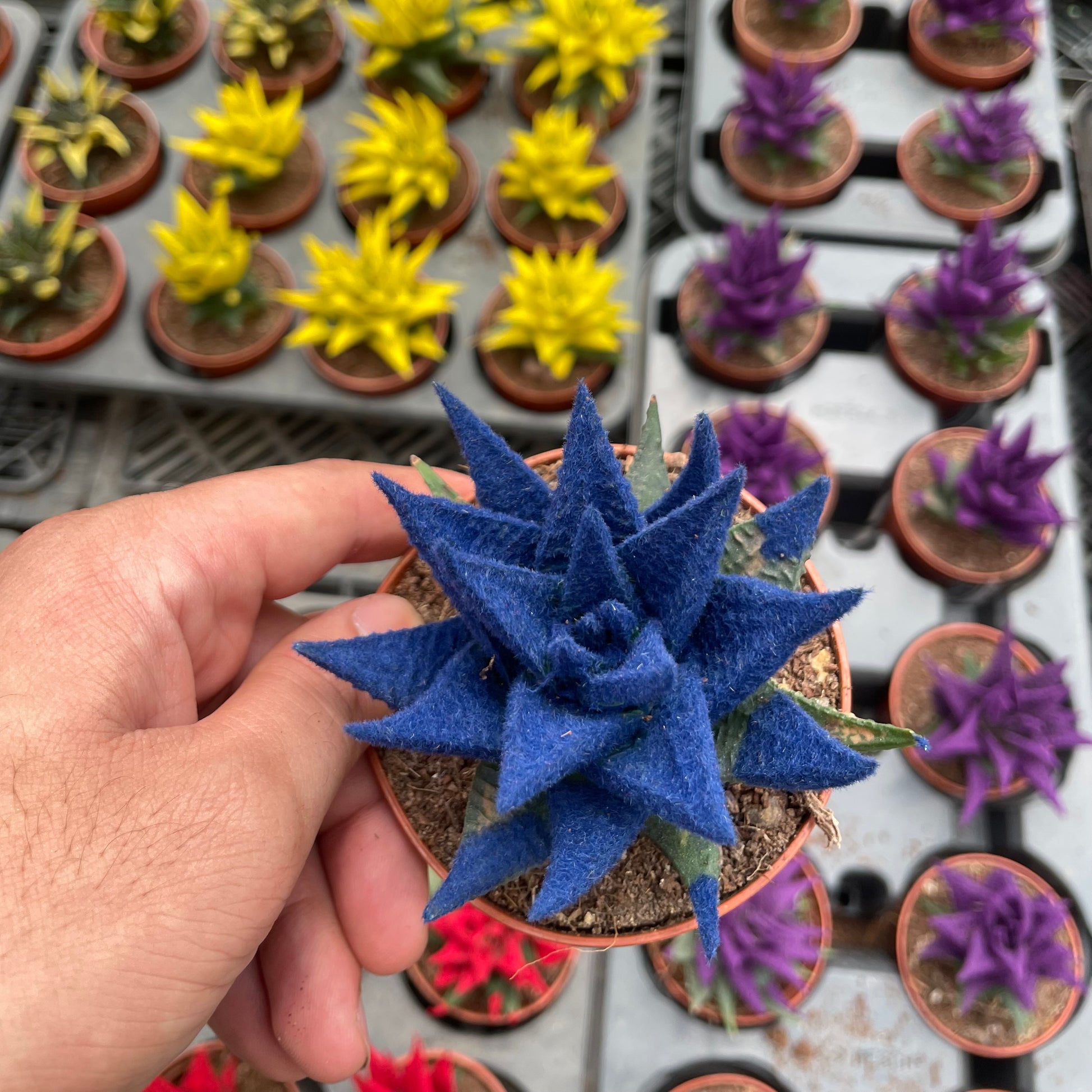 Colored Haworthia - هوارثيا ملونة
