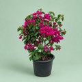 Bougainvillea - جهنمية