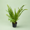 Fern - فوجير