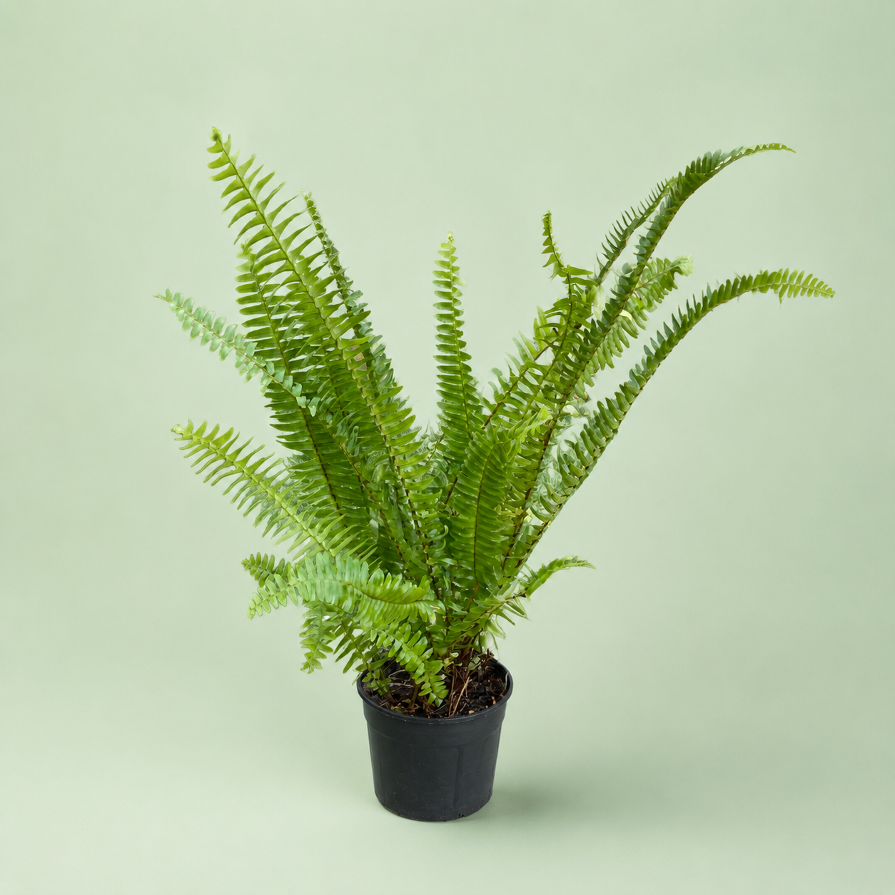 Fern - فوجير