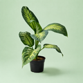 Dieffenbachia - دفنباخيا