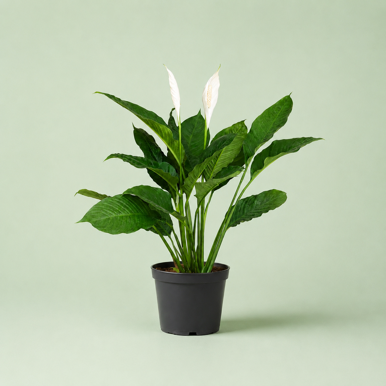 Peace lily - بيس ليلي