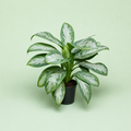 Aglaonema Silver Bay - اجلونيما