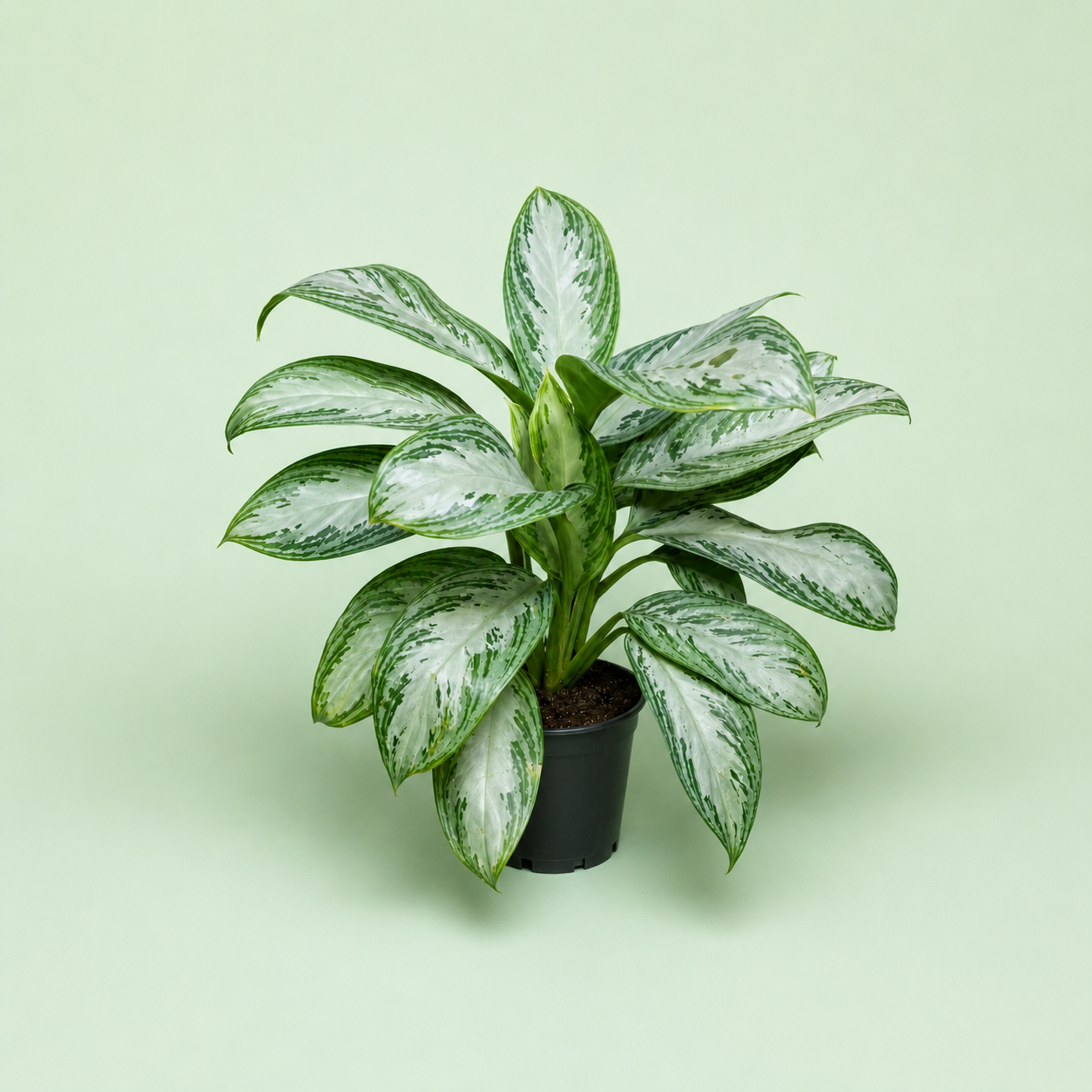 Aglaonema Silver Bay - اجلونيما