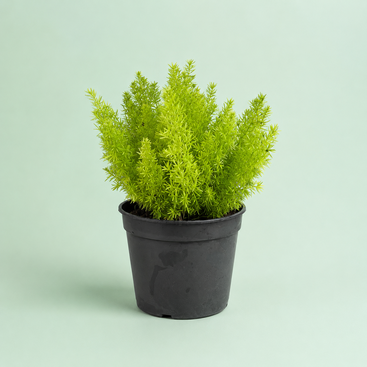 Asparagus - سبرجاس