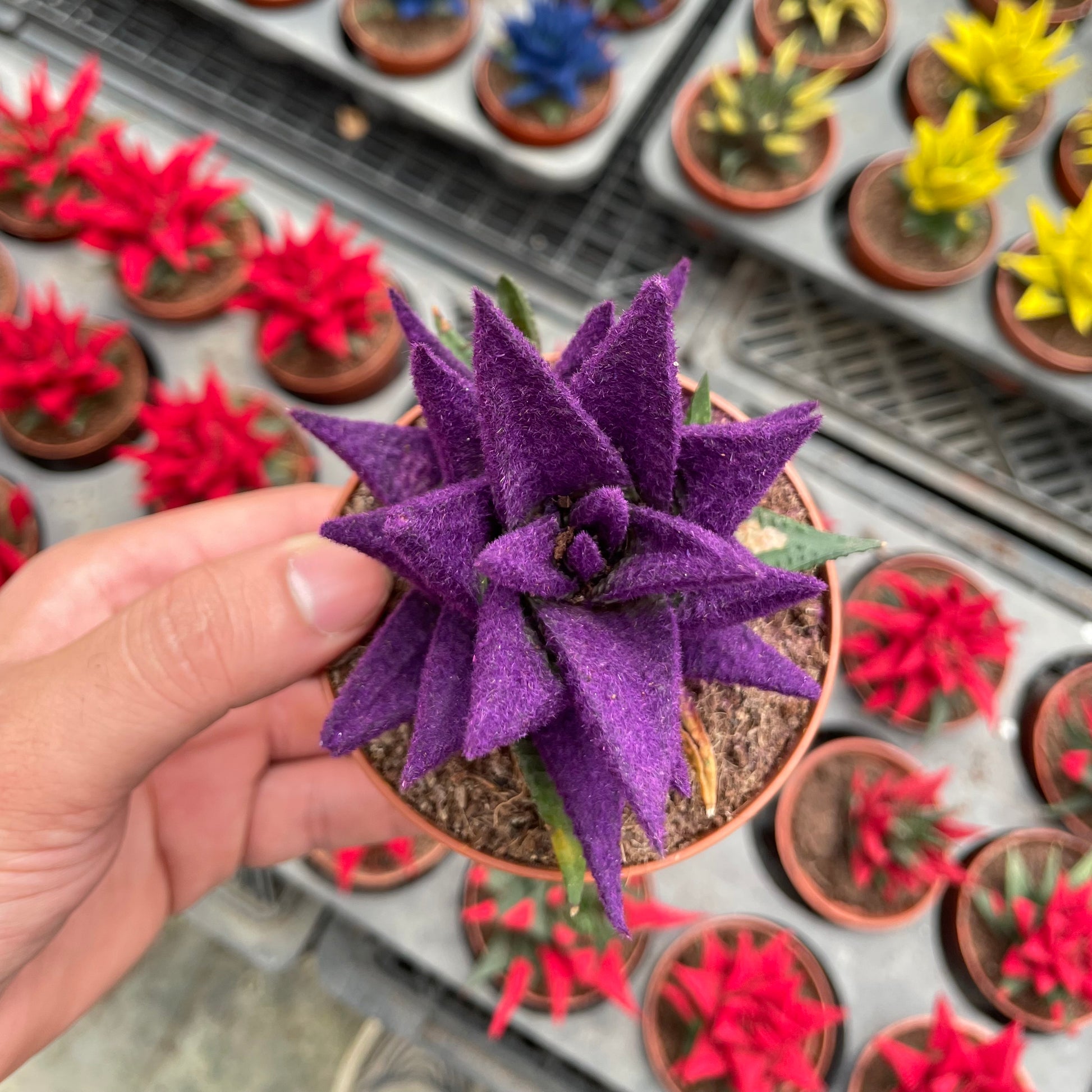 Colored Haworthia - هوارثيا ملونة