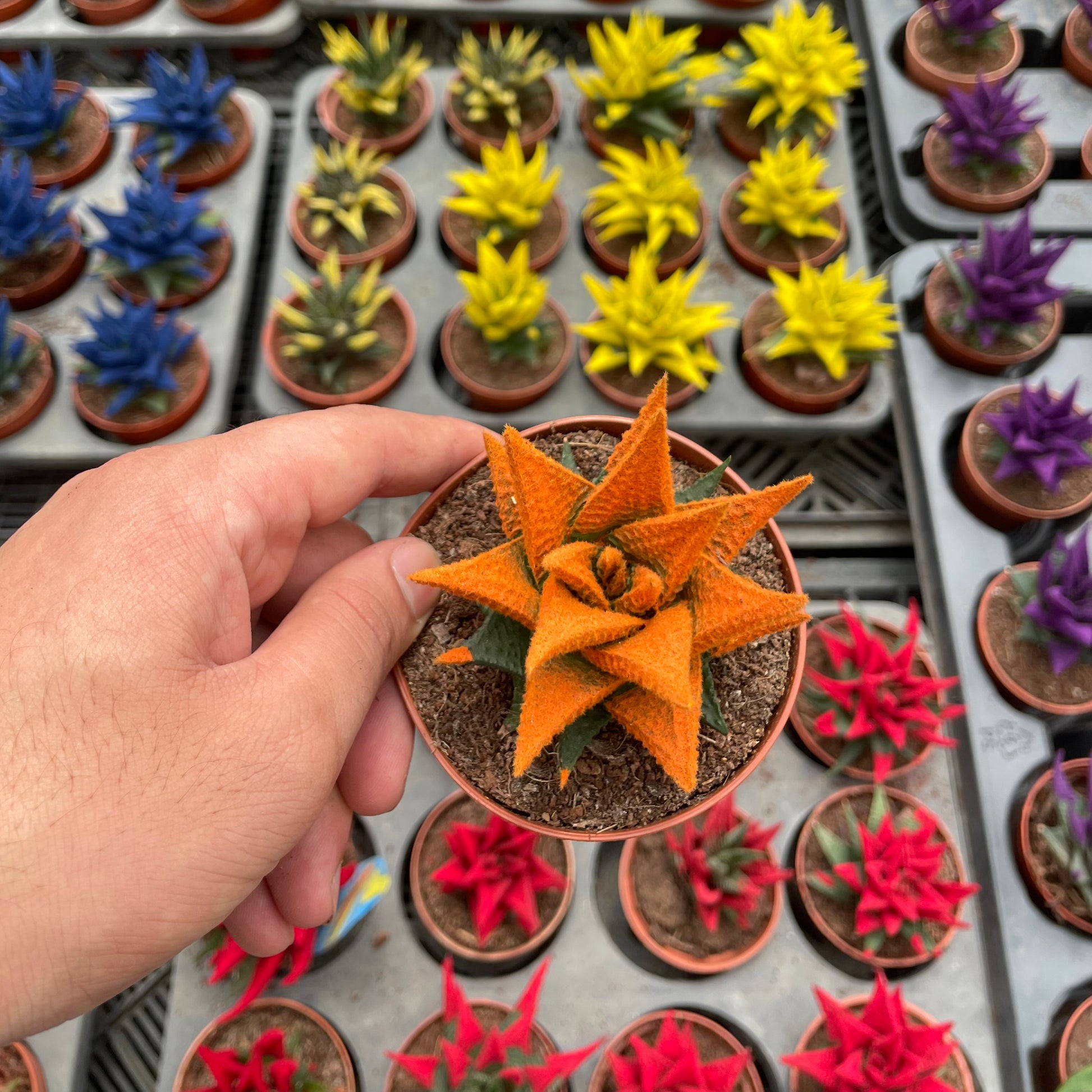 Colored Haworthia - هوارثيا ملونة