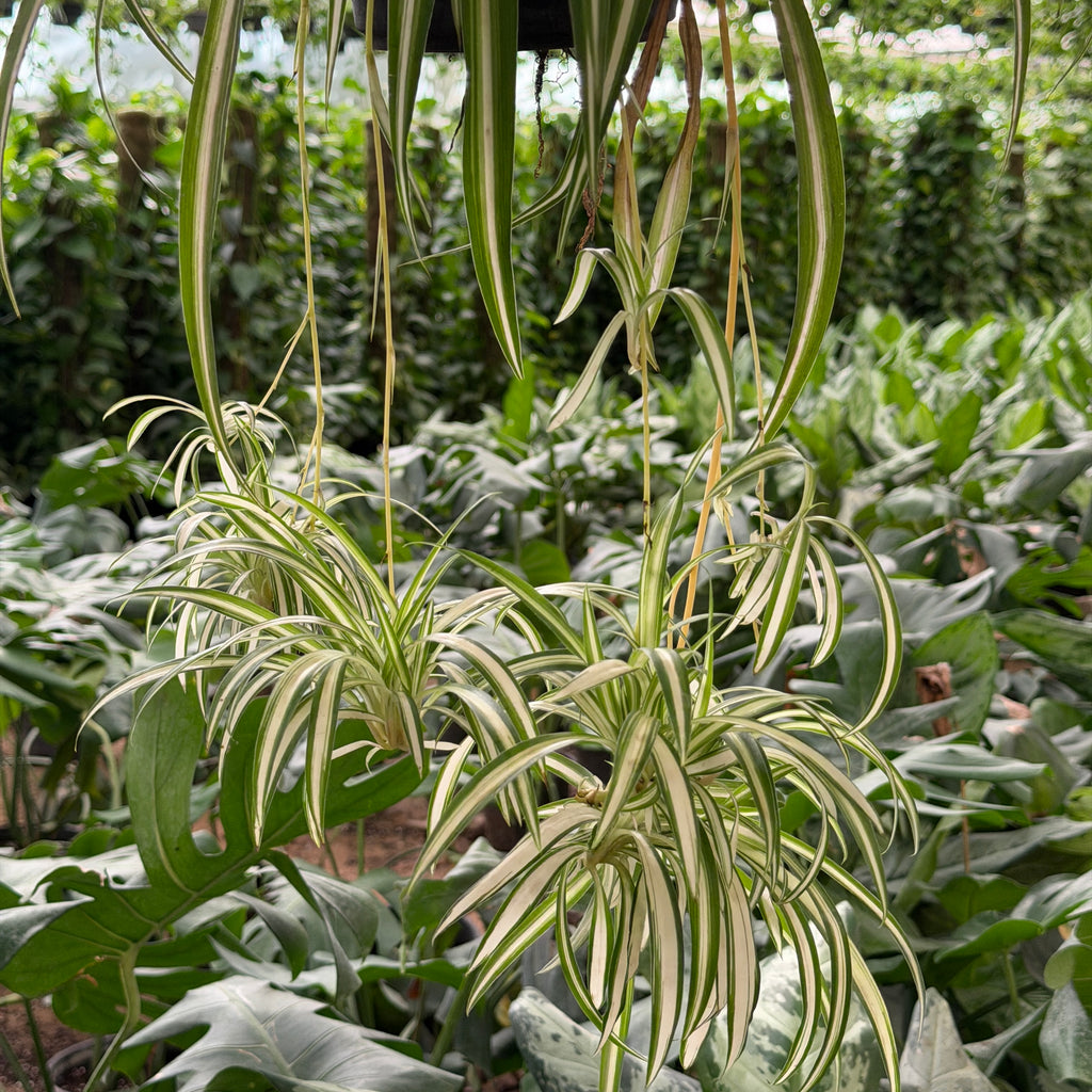 Spider Plant - سبايدر