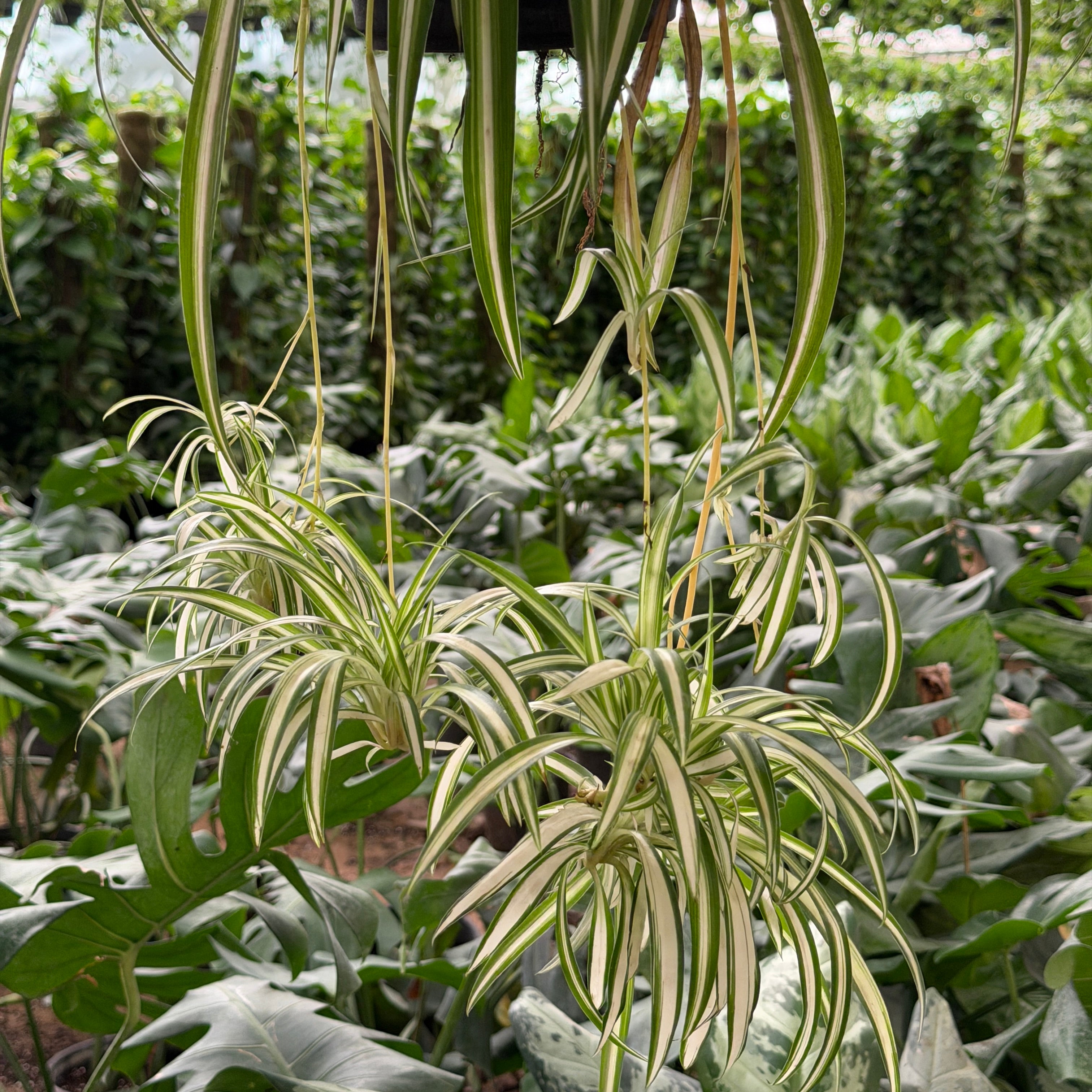 Spider Plant - سبايدر