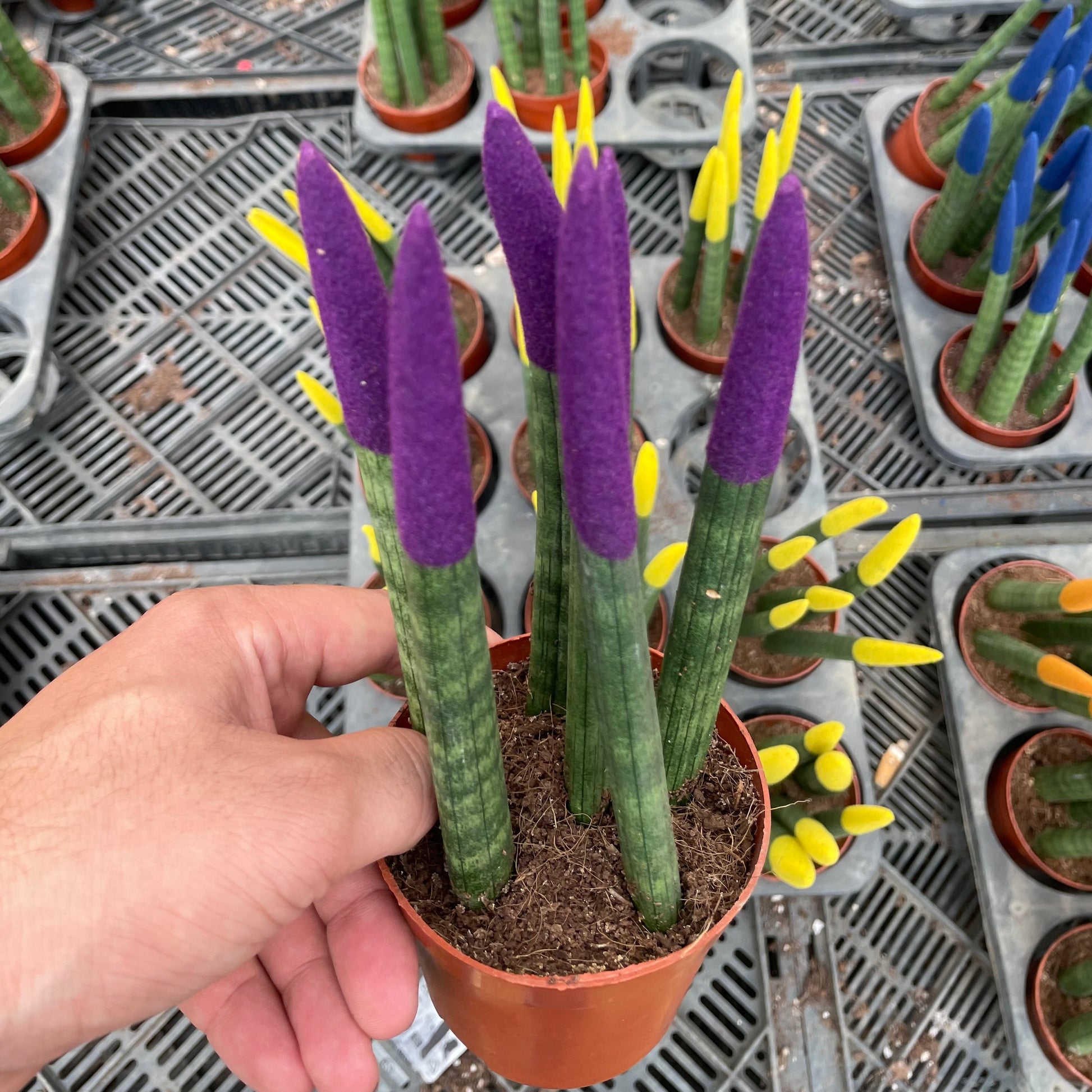 Colored Sansevieria - سانسفيريا ملونة