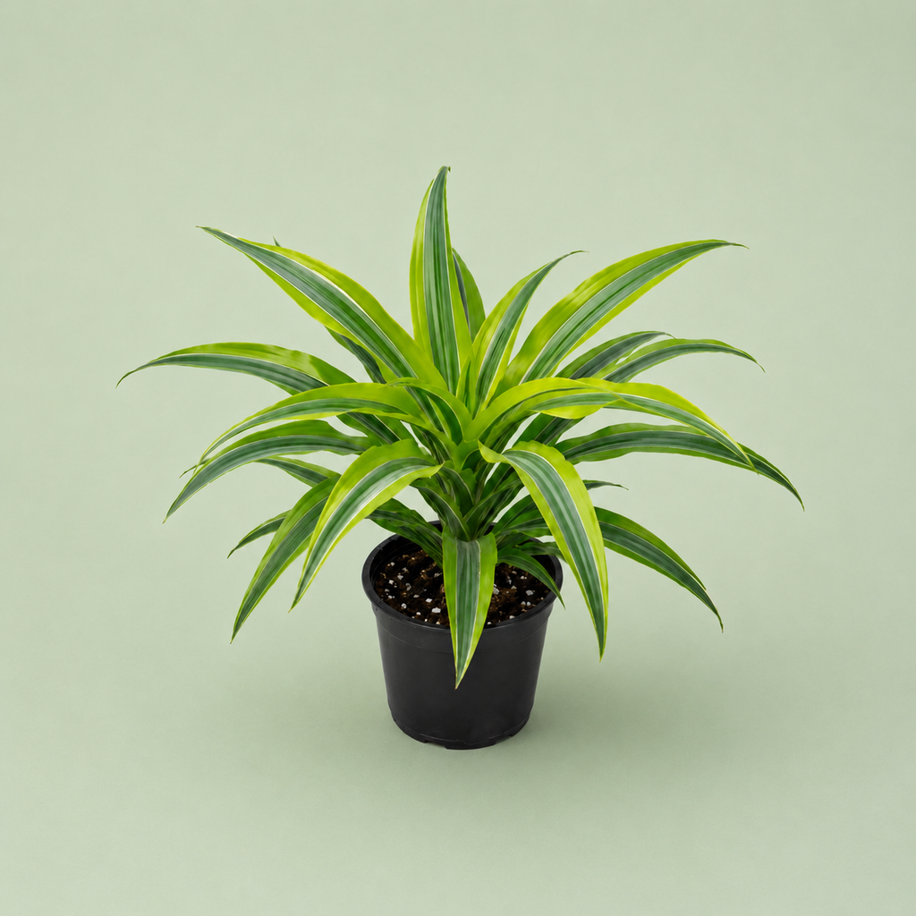 Dracaena Lemon - دراسينا ليمون