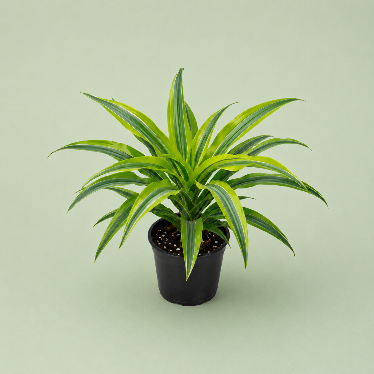 Dracaena Lemon - دراسينا ليمون