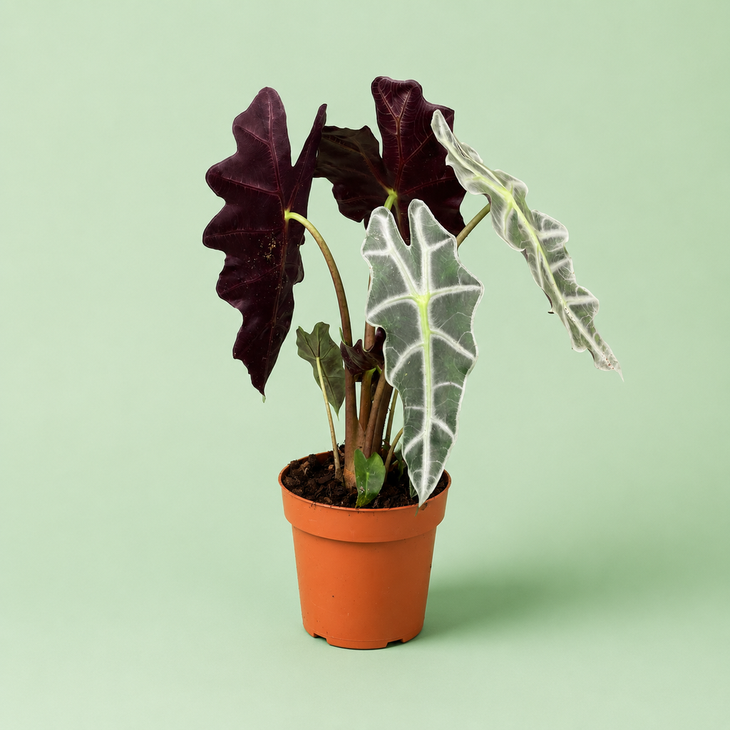 Alocasia Polly - الوكاسيا بولي