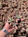 Graptosedum ‘Francesco Baldi’