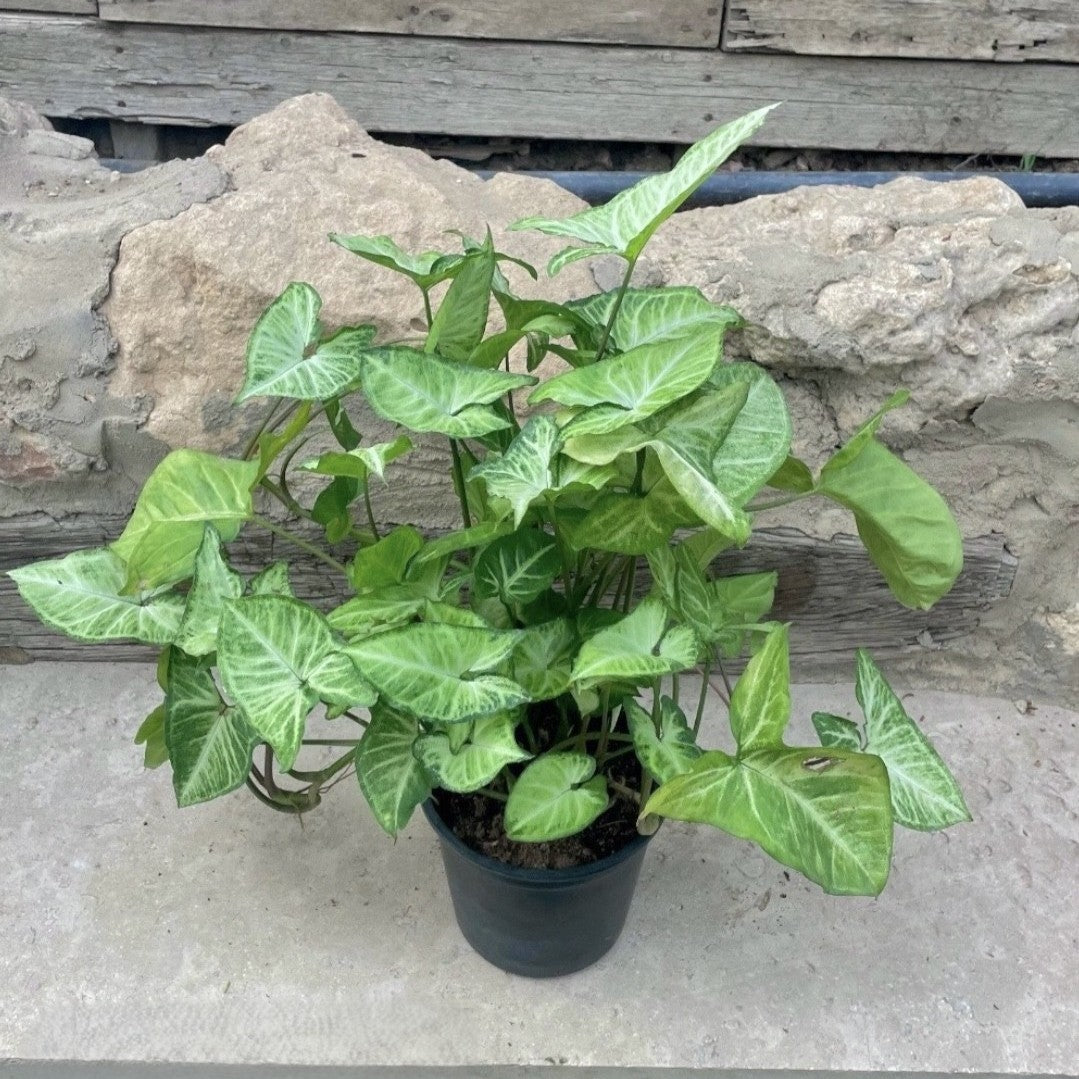 Syngonium - سنجونيوم Green Mist