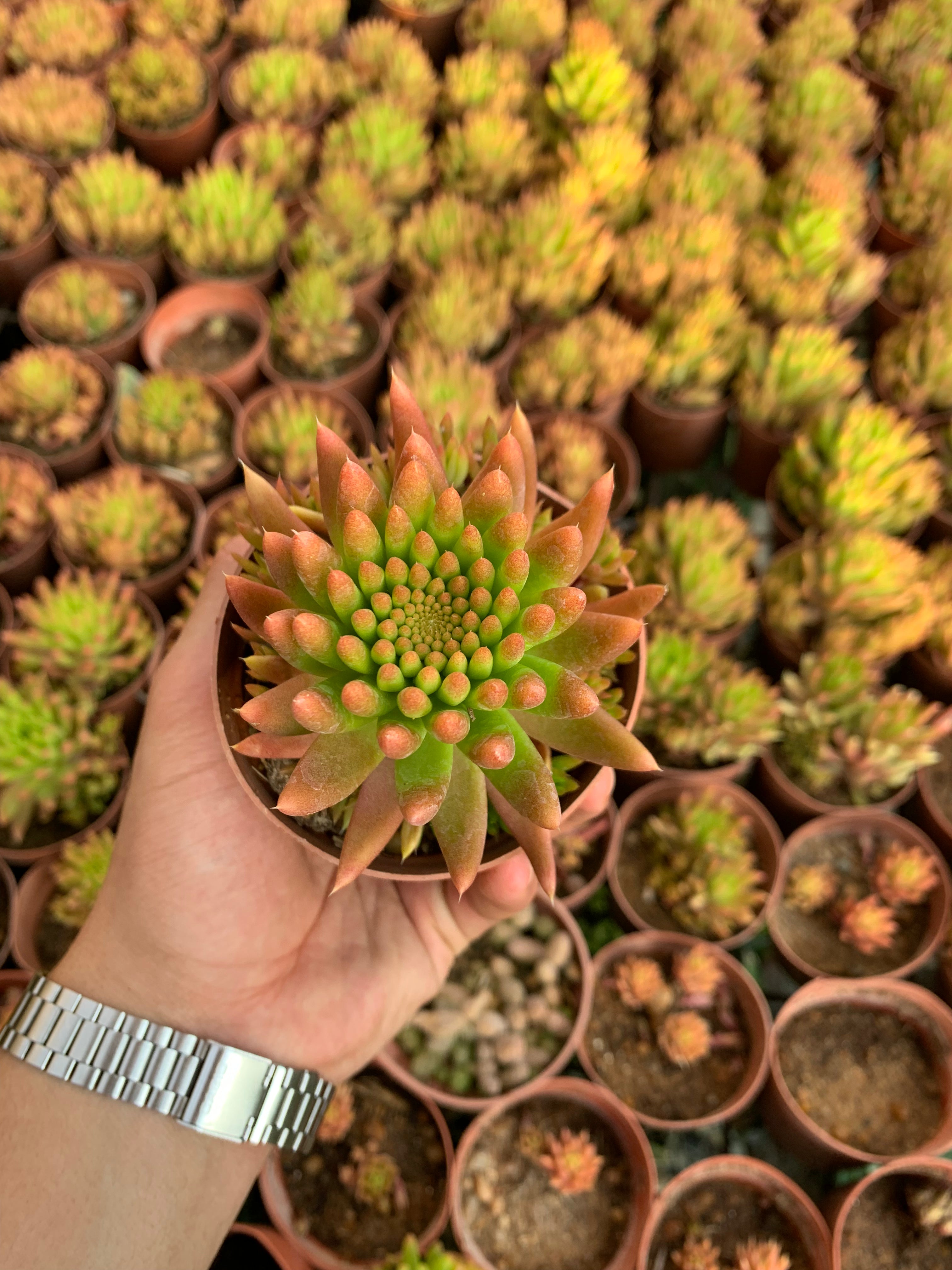 Orostachys japonica