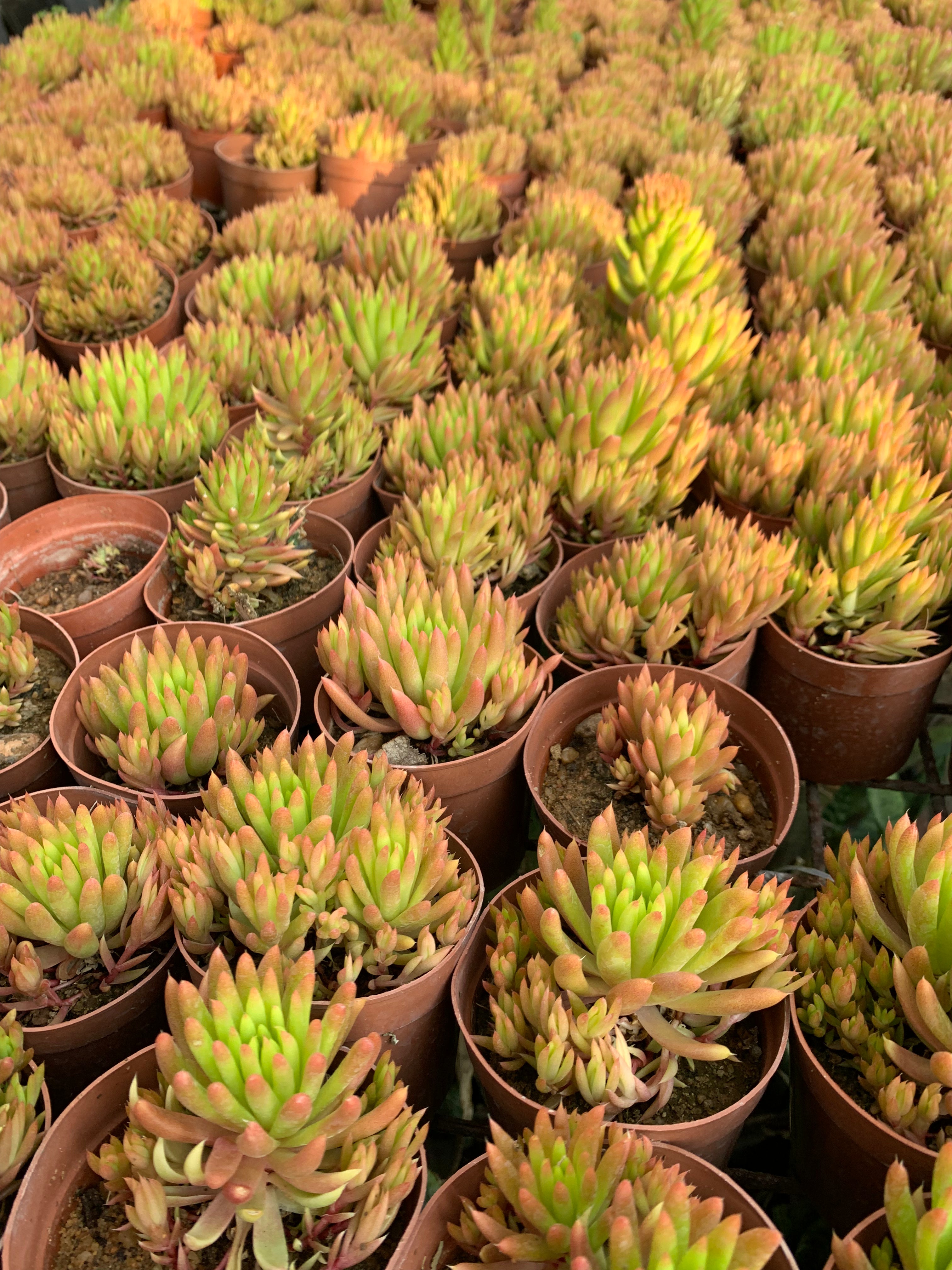 Orostachys japonica
