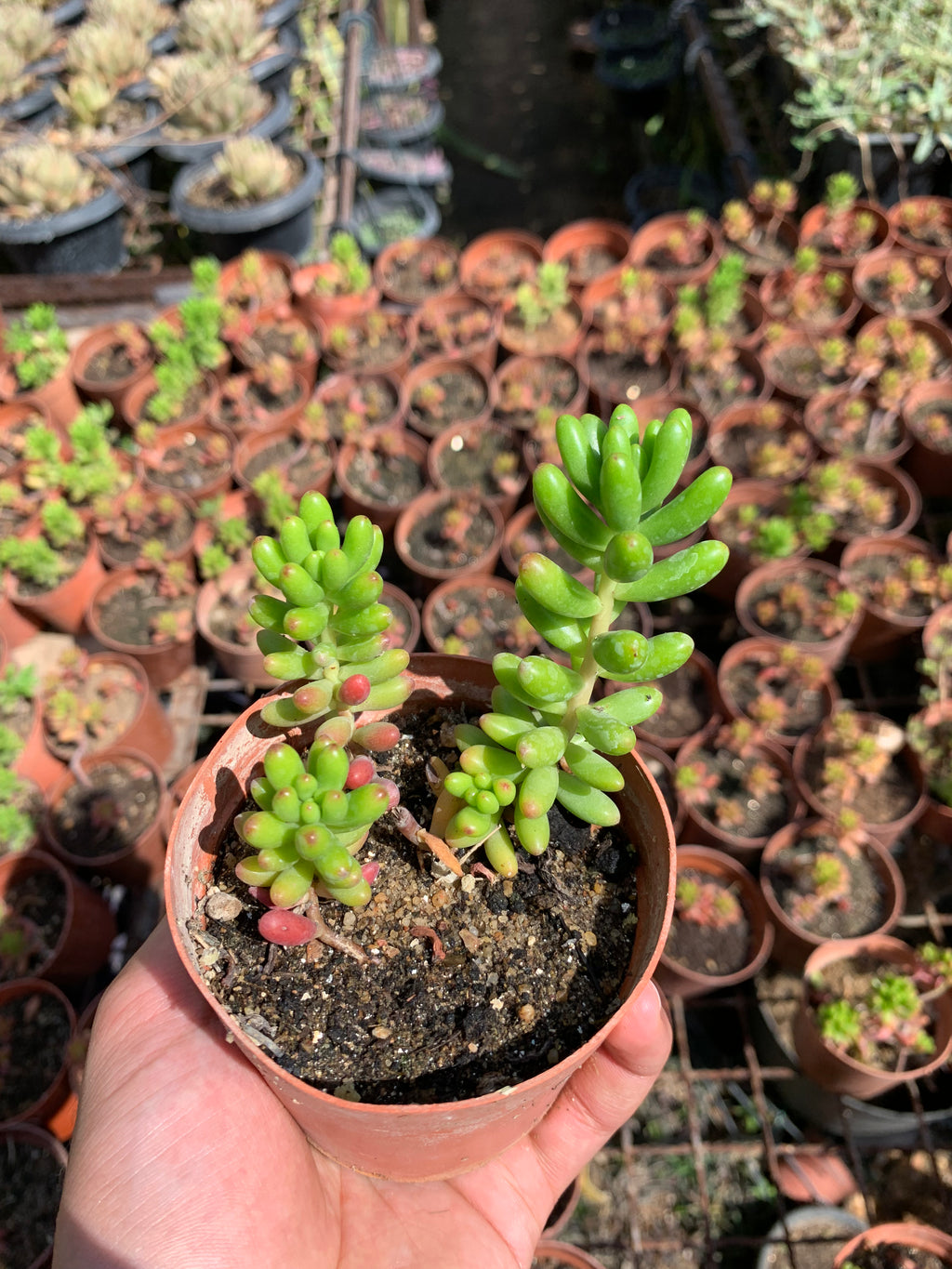 Jelly Bean Plant