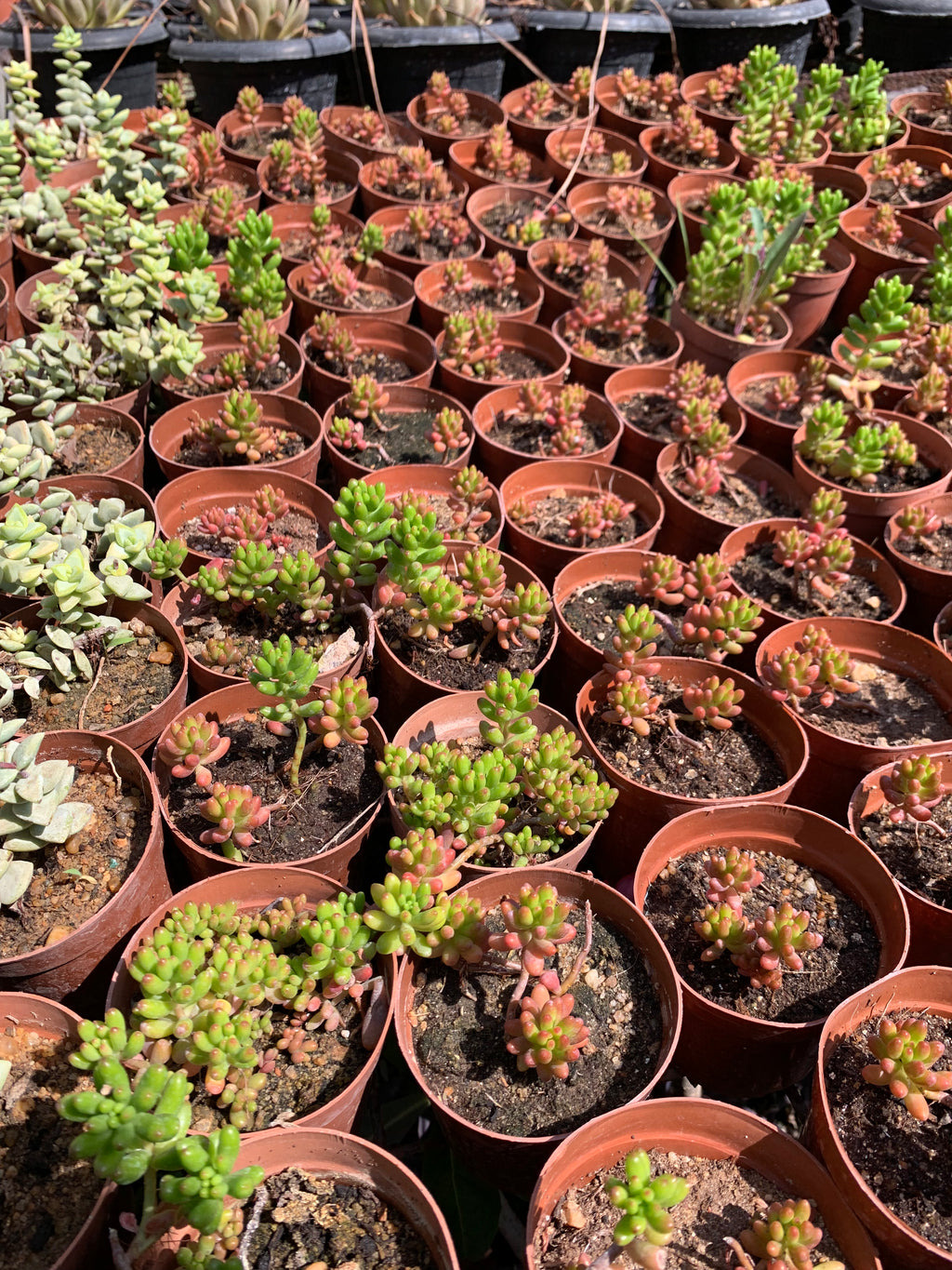 Jelly Bean Plant