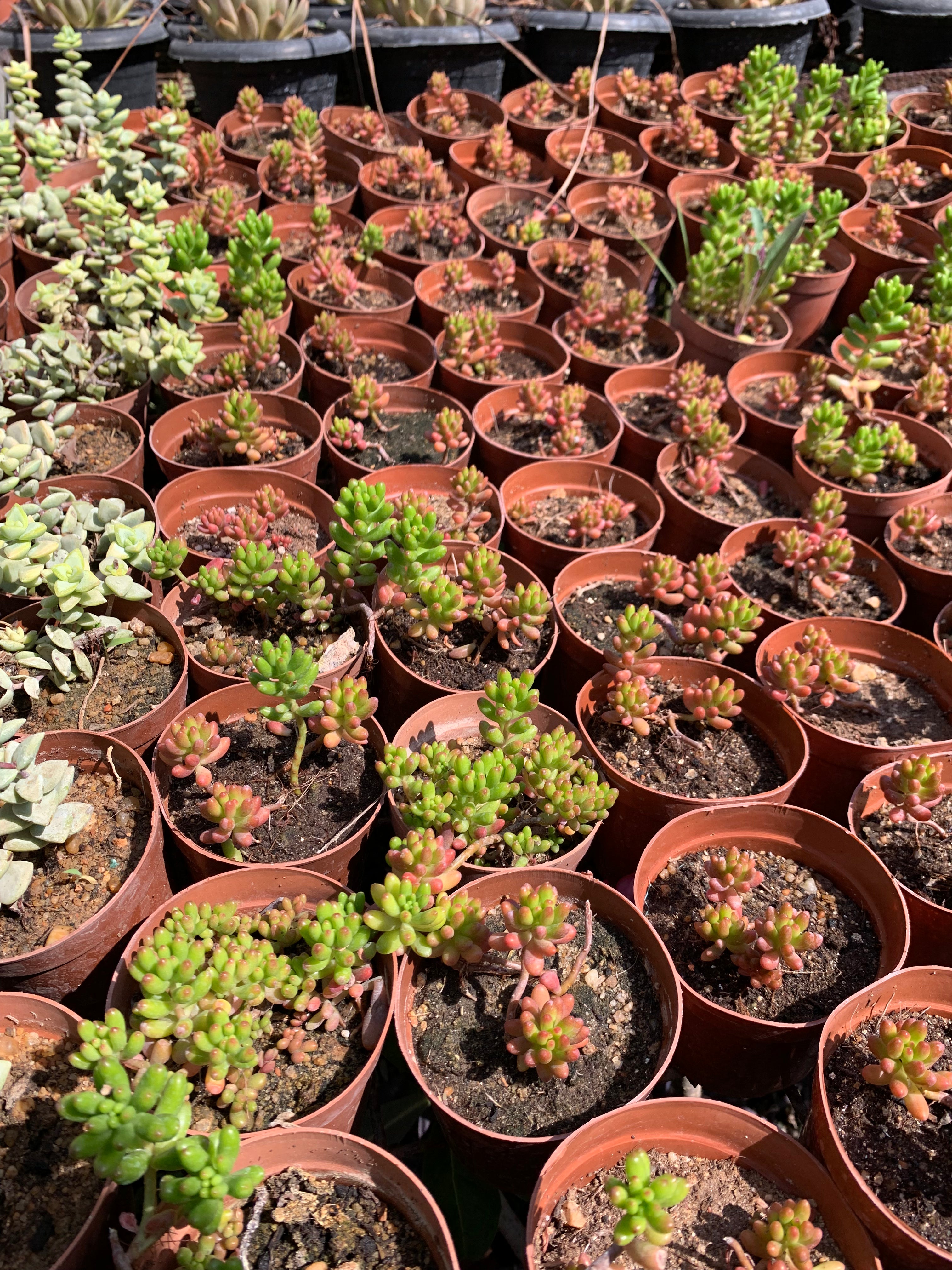 Jelly Bean Plant