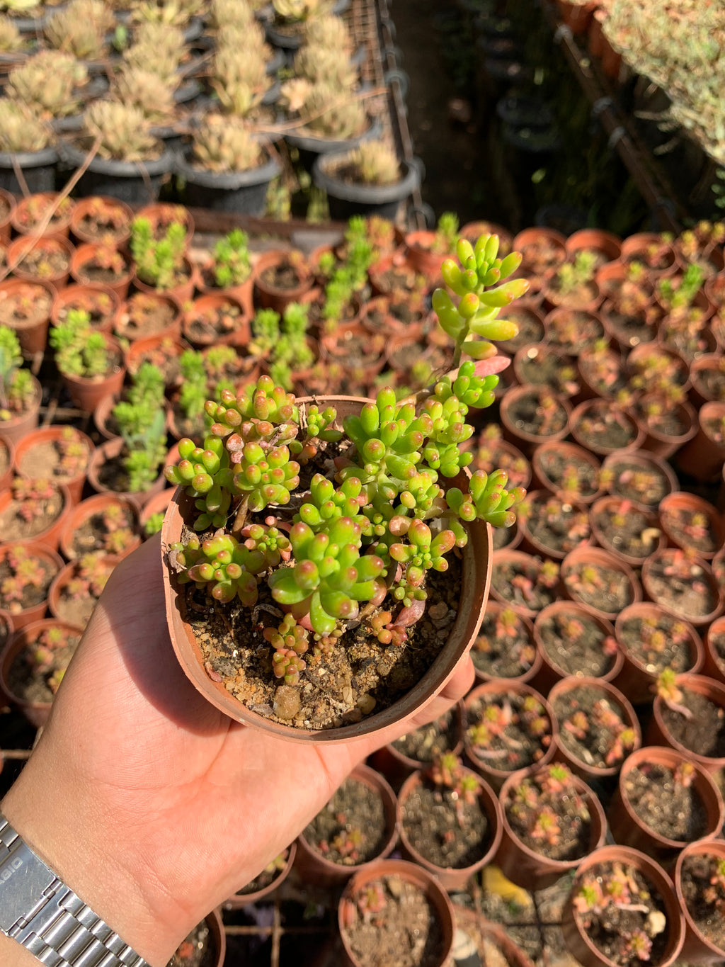 Jelly Bean Plant
