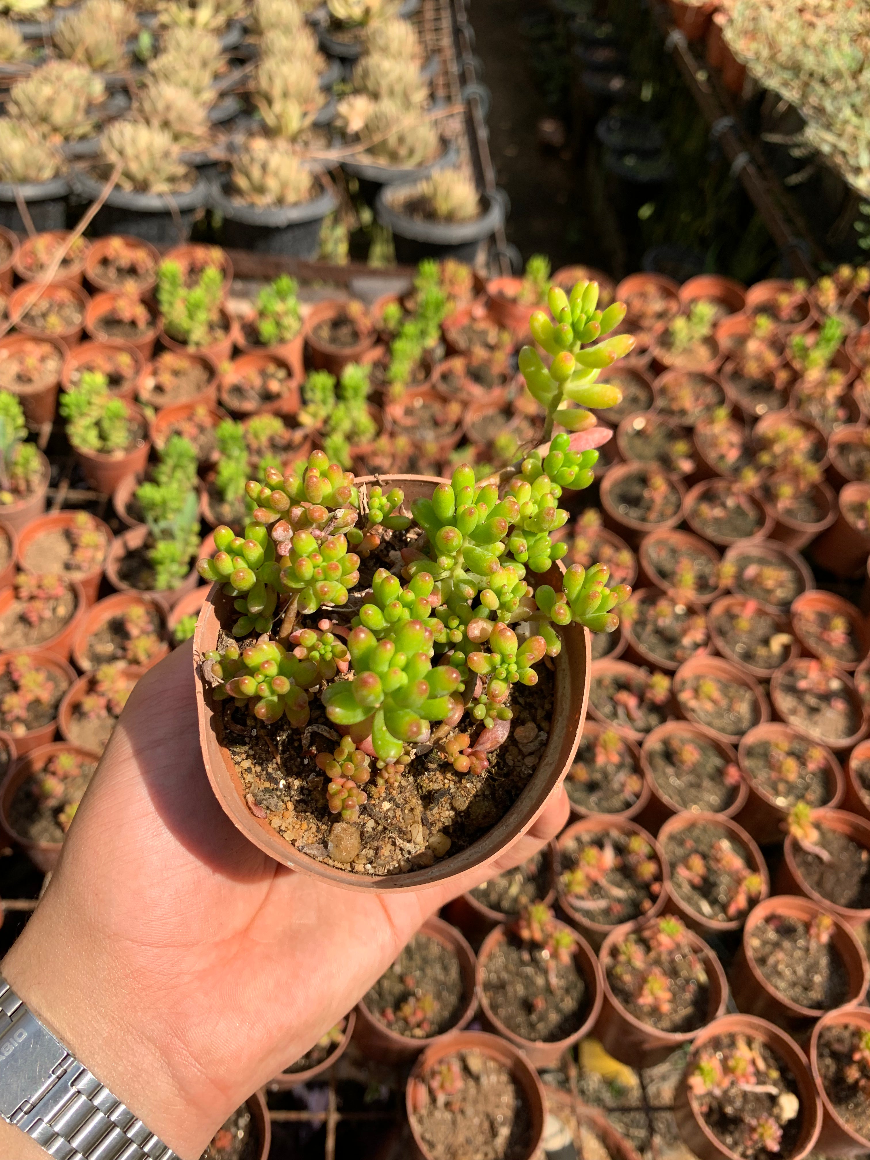 Jelly Bean Plant