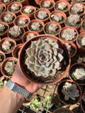 Echeveria pulidonis