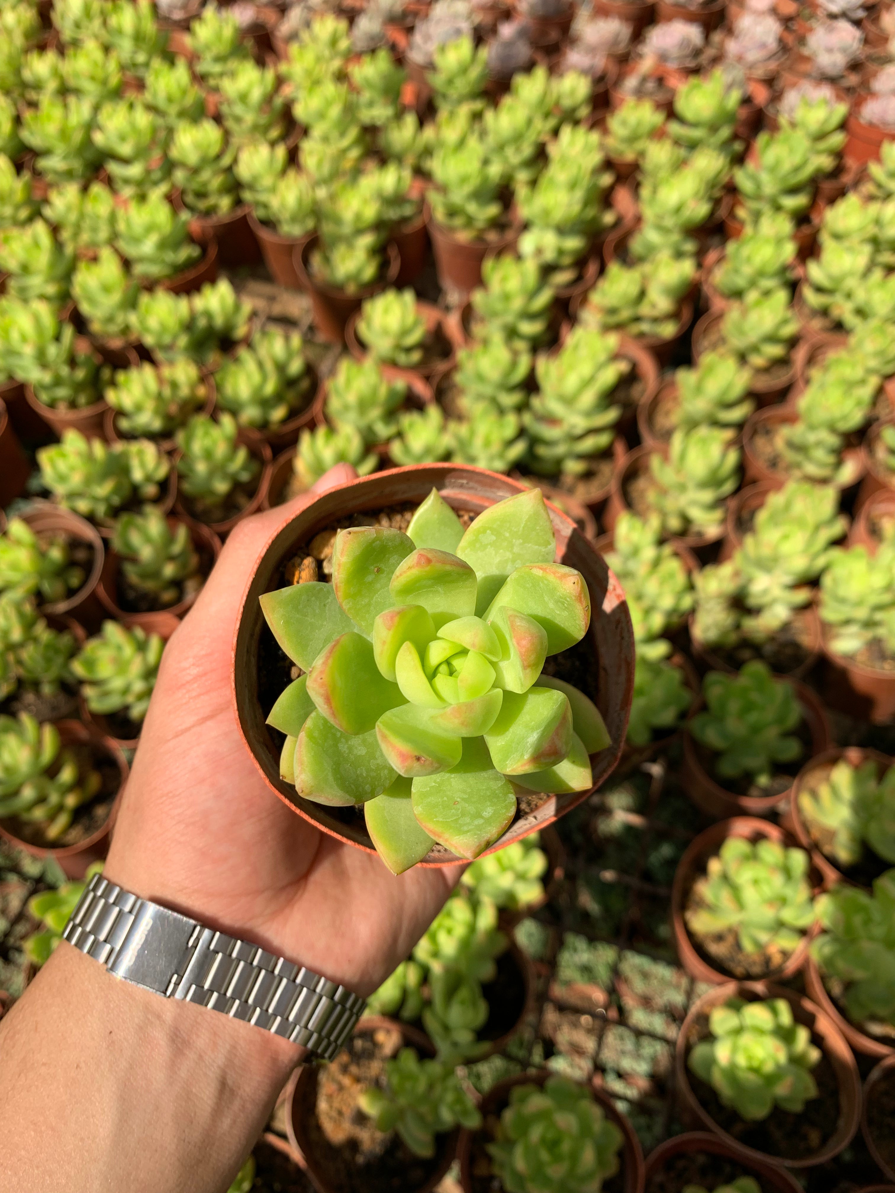 Sedum adolphii