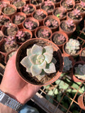 Graptopetalum paraguayense