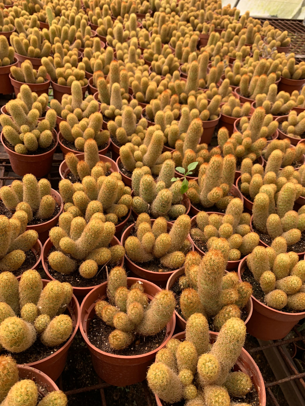 Mammillaria elongata