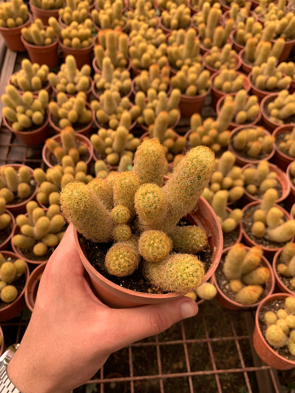 Mammillaria elongata