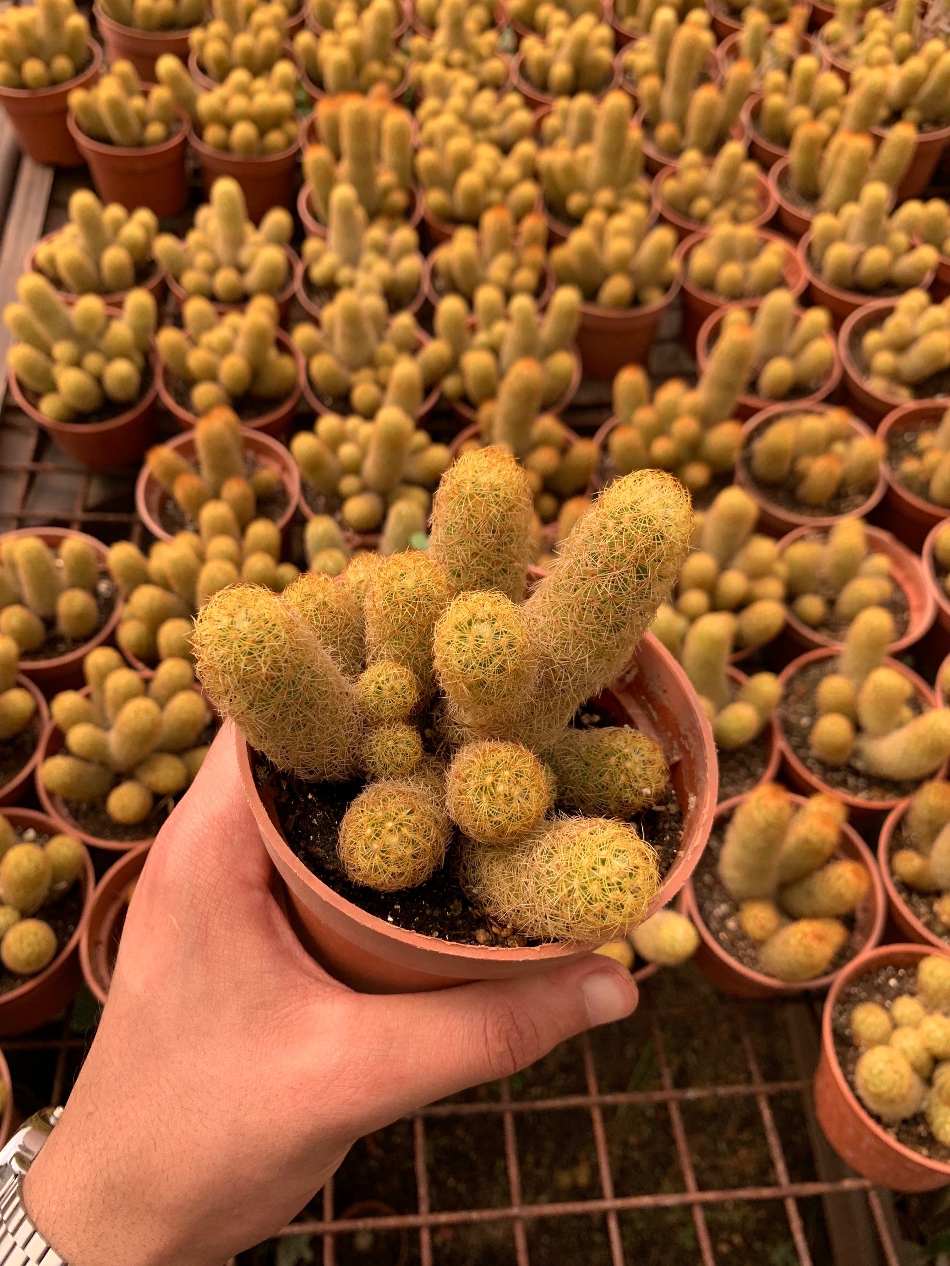 Mammillaria elongata