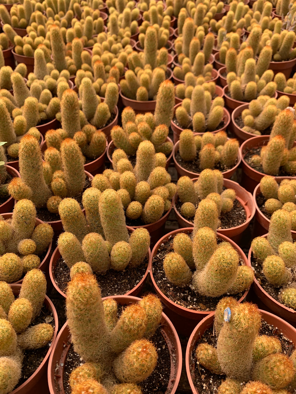 Mammillaria elongata