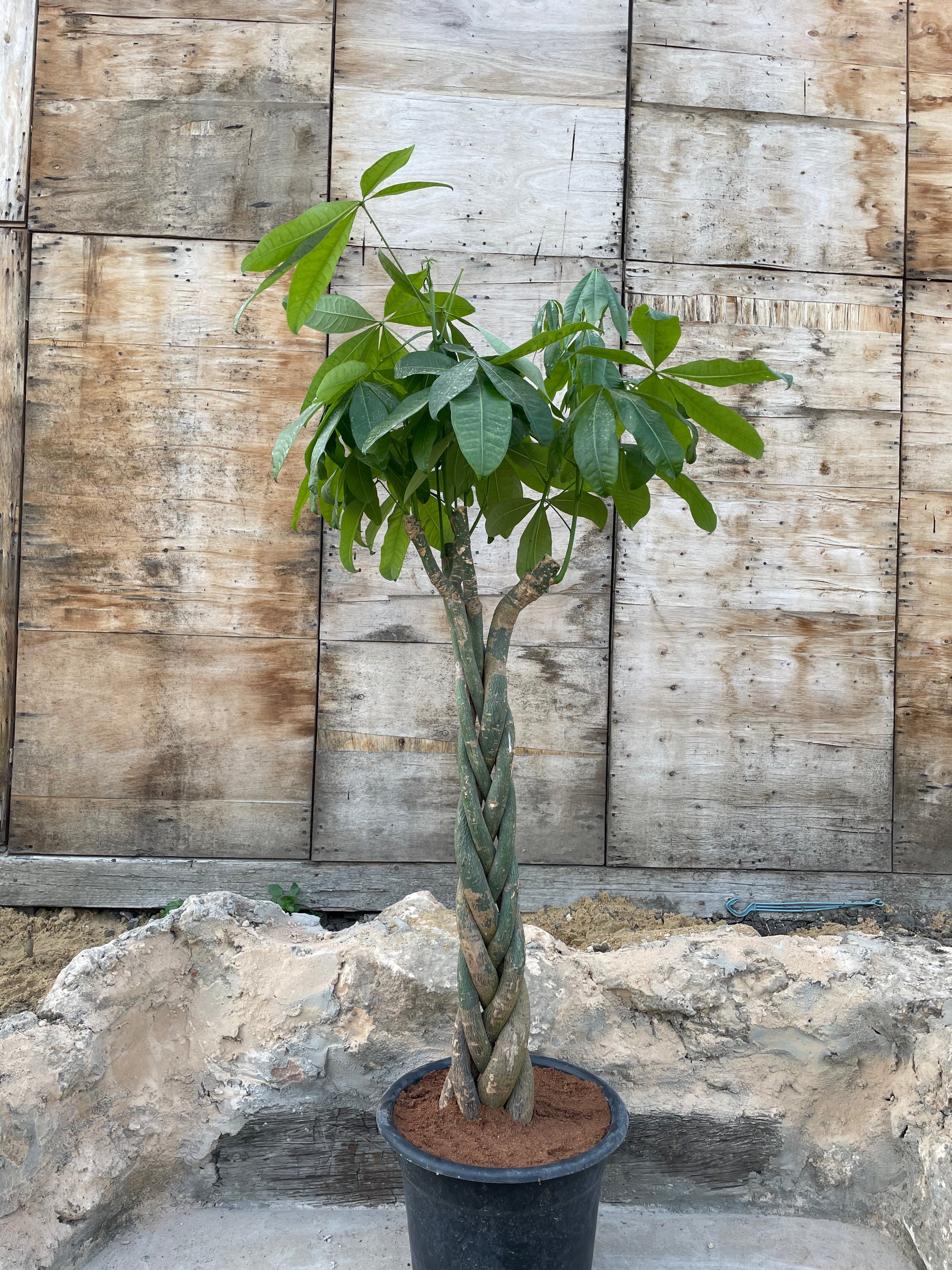 Bashira tree - شجرة باشيرا