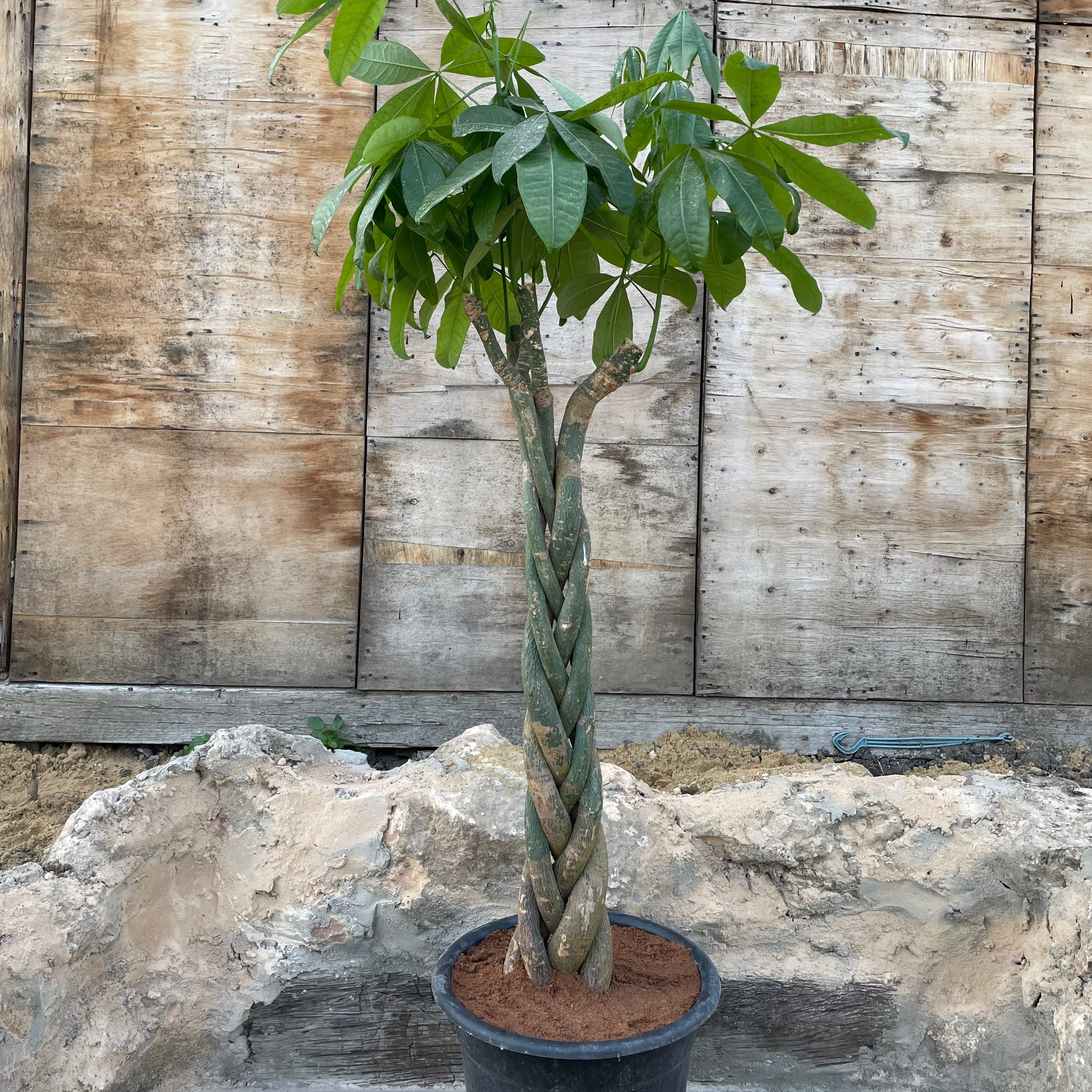 Bashira tree - شجرة باشيرا