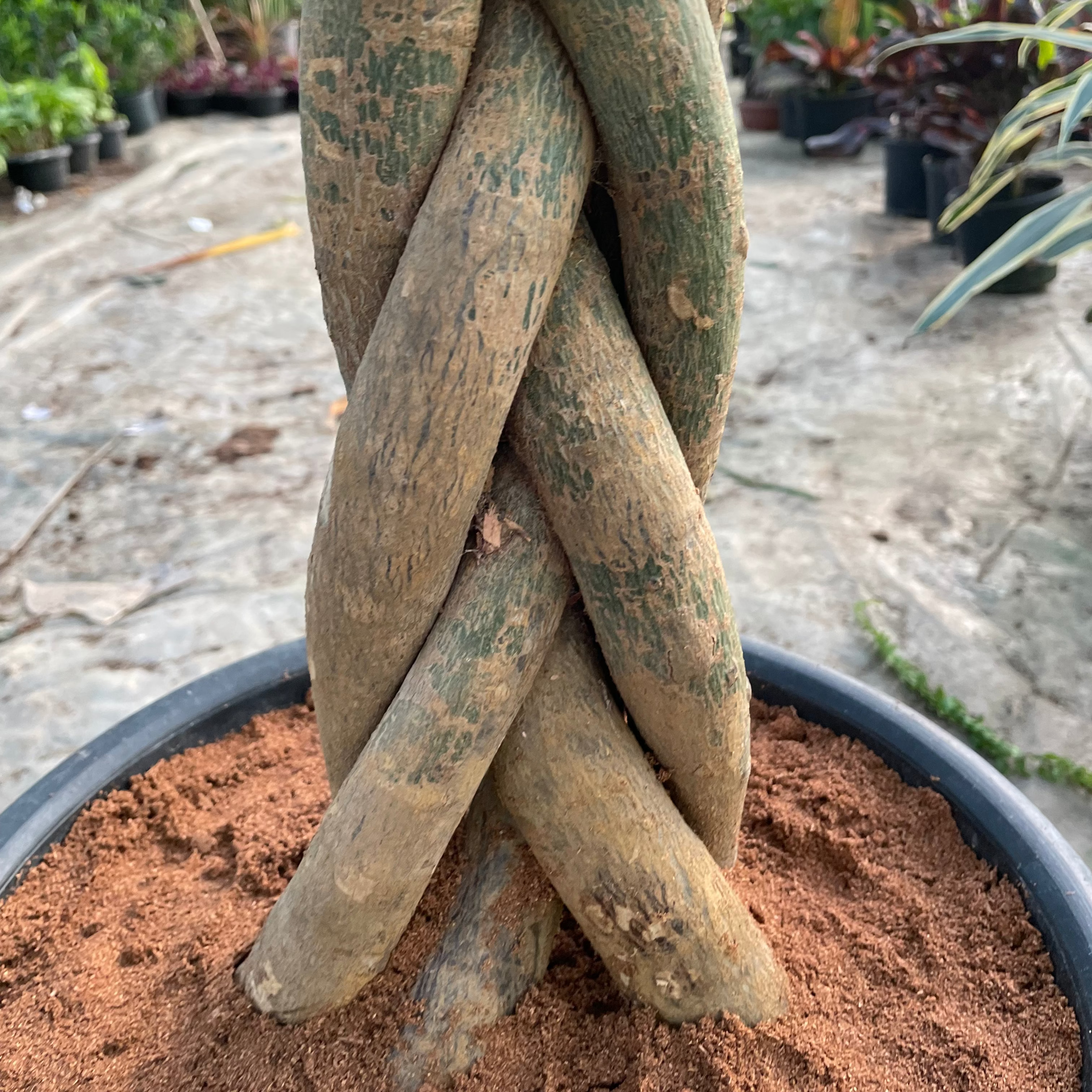 Bashira tree - شجرة باشيرا