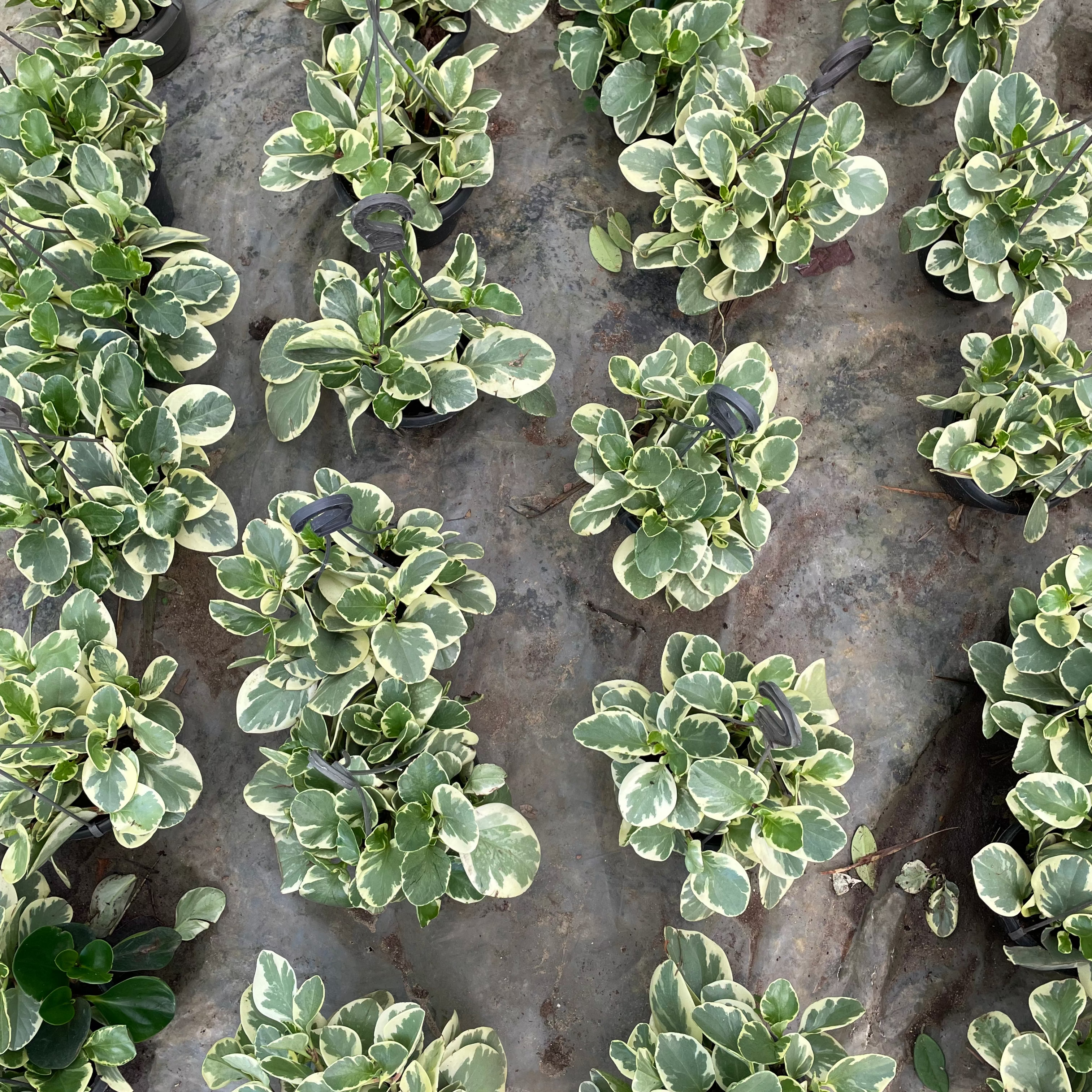 ببروميا مبرقشة