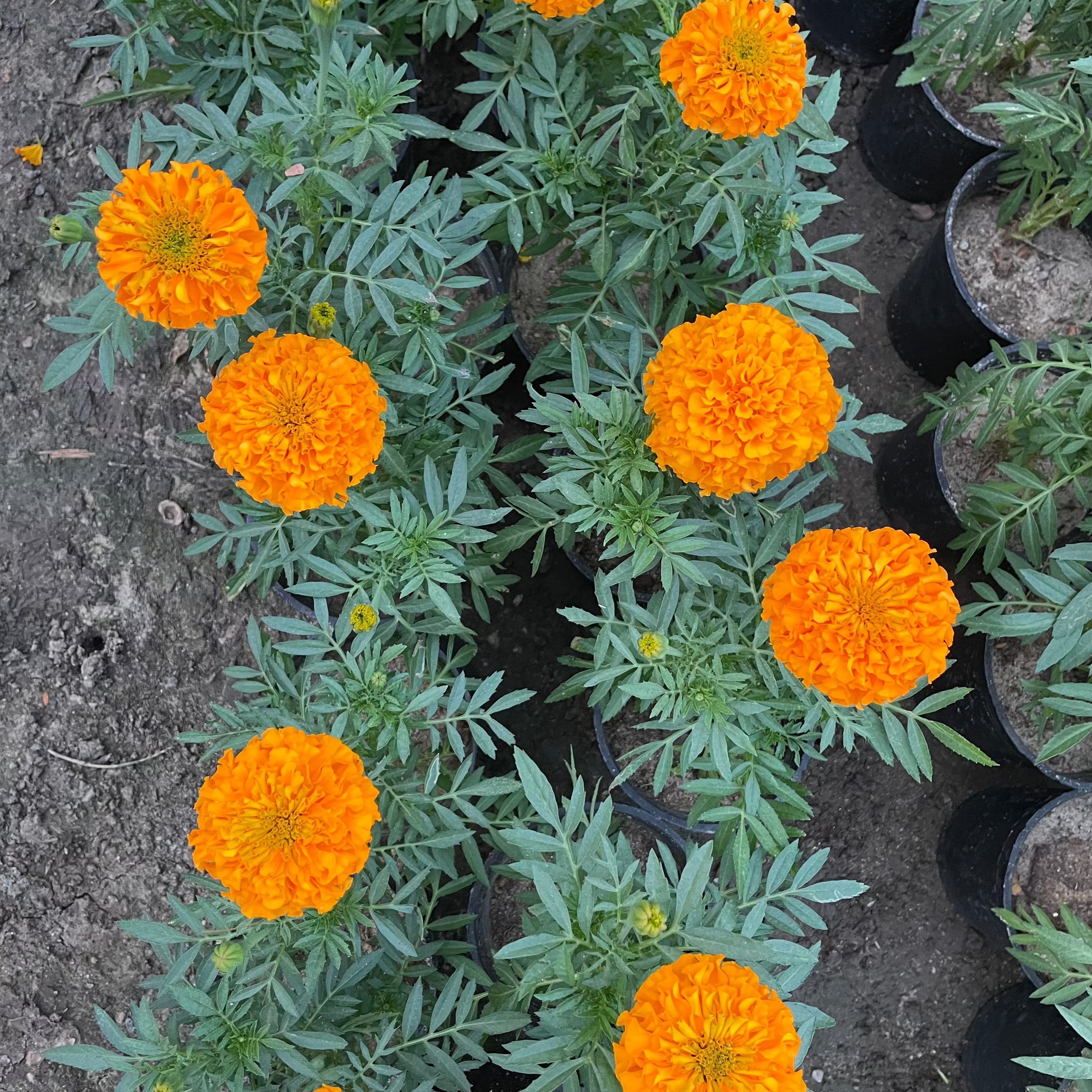Marigold - ماري جولد
