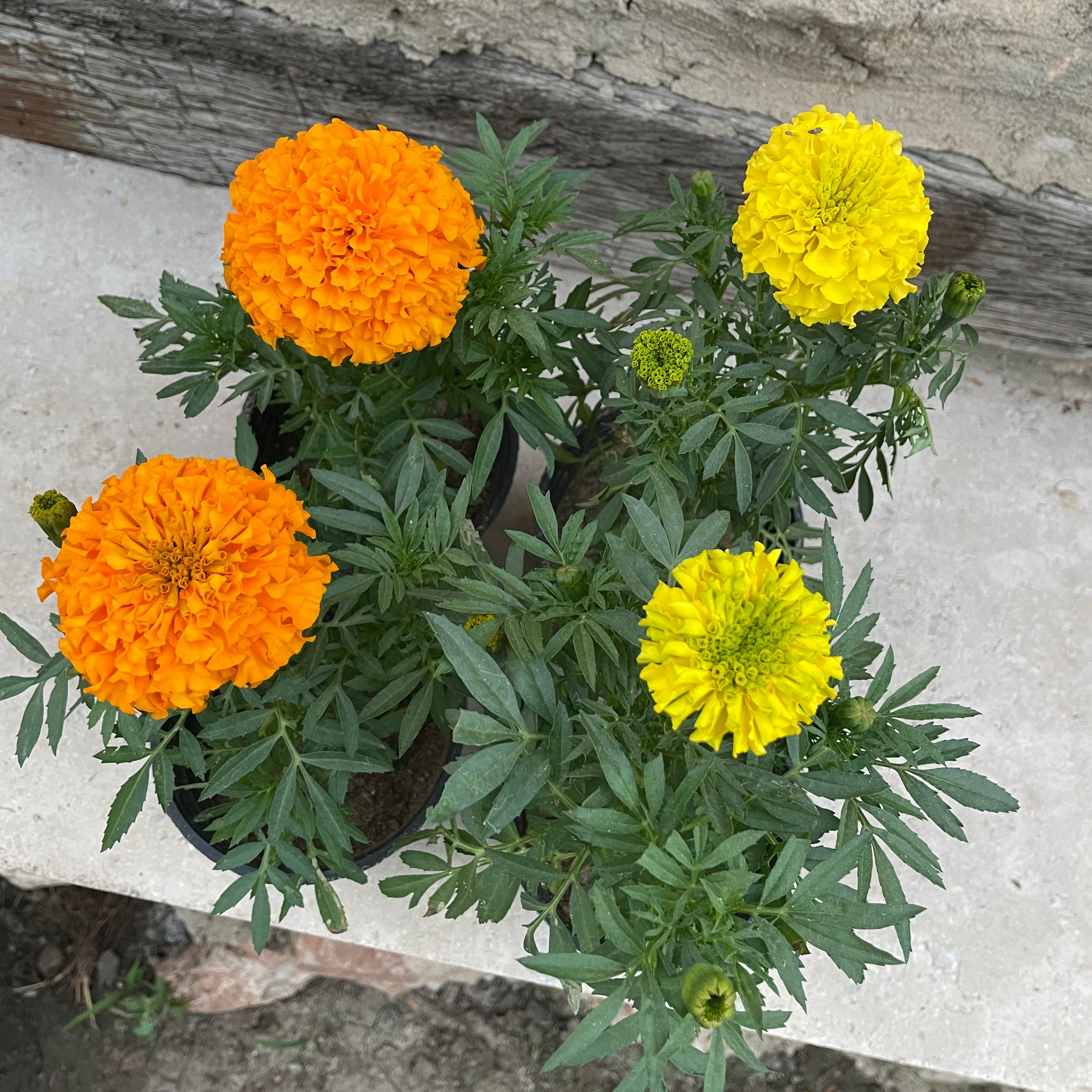 Marigold - ماري جولد