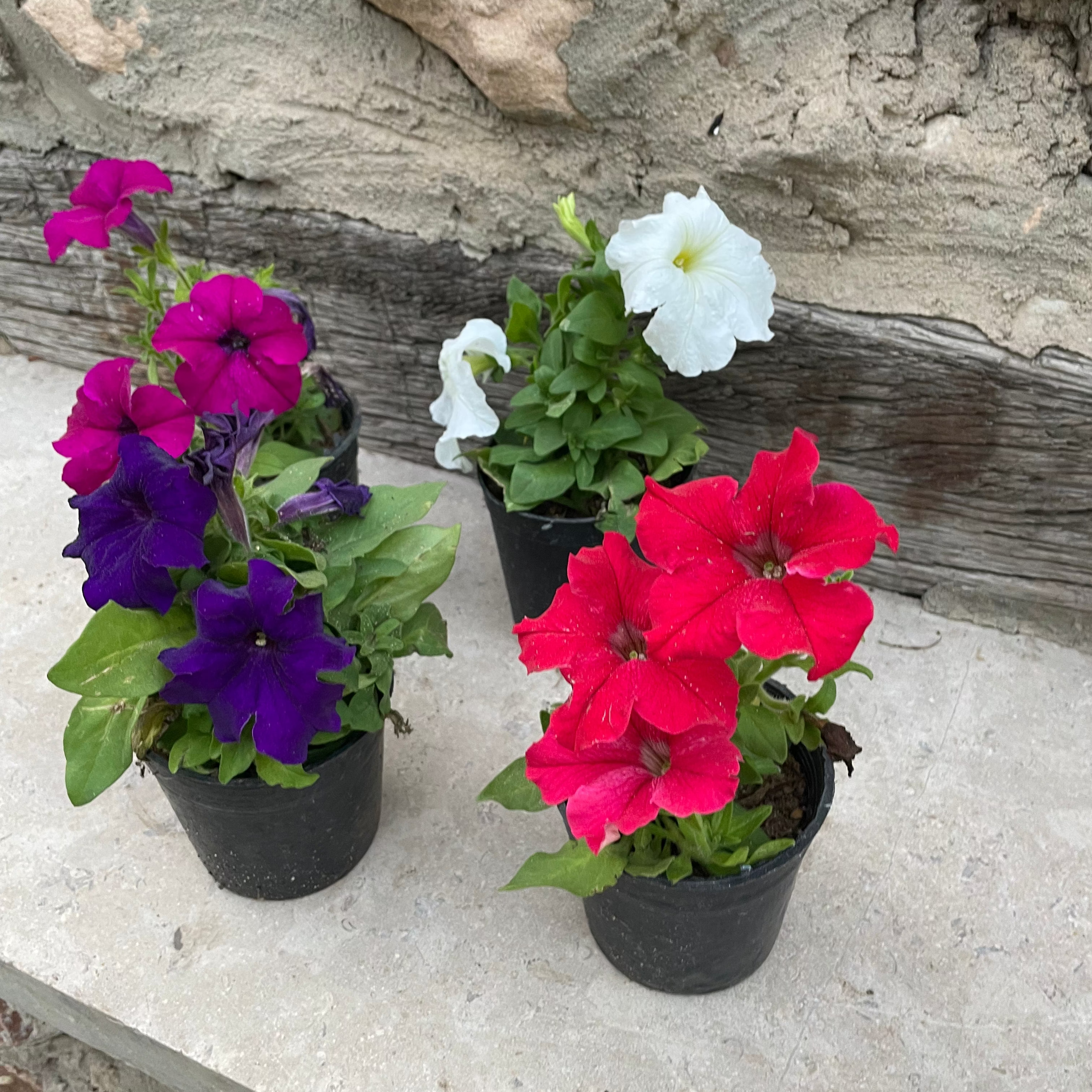 Petunia - بيتونيا
