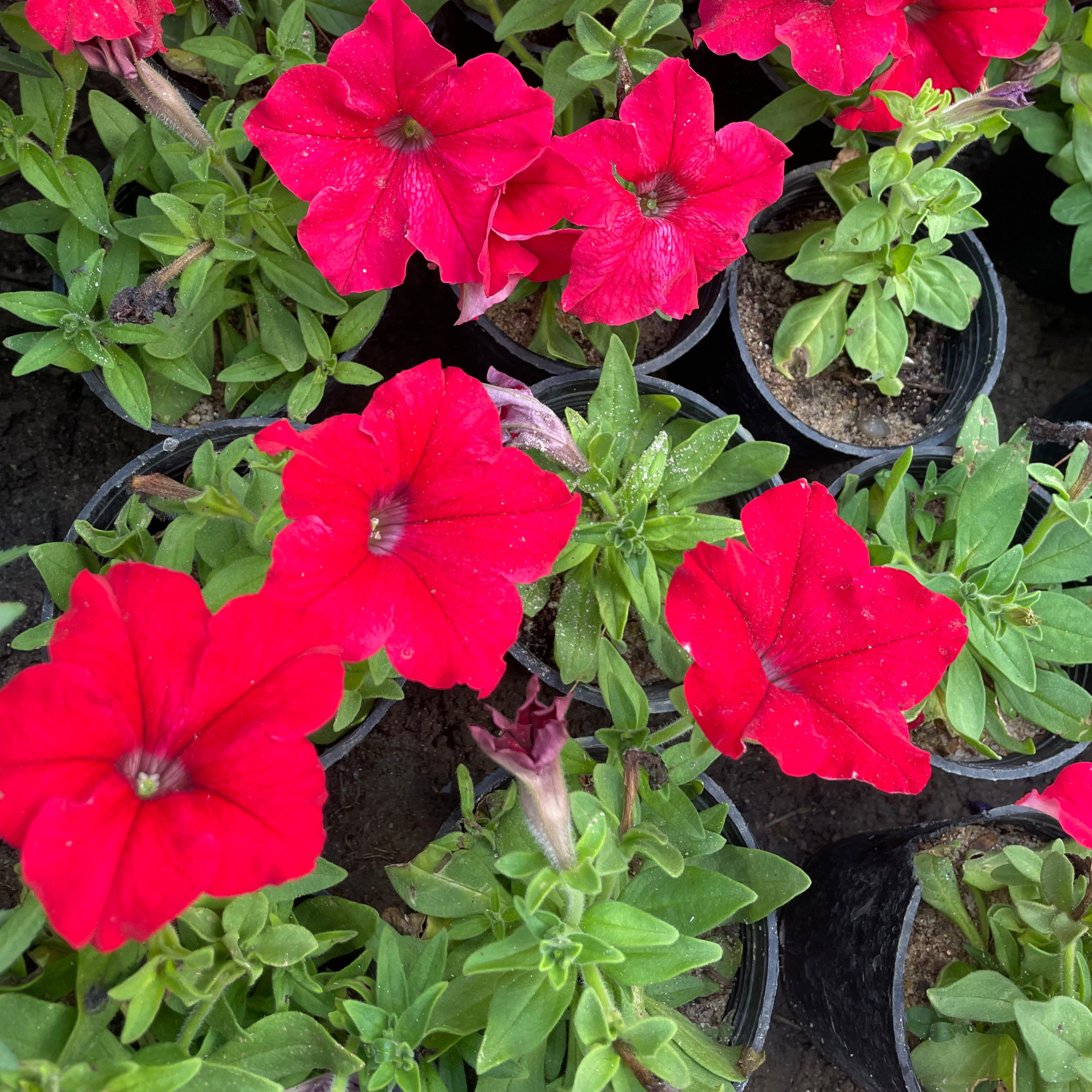 Petunia - بيتونيا
