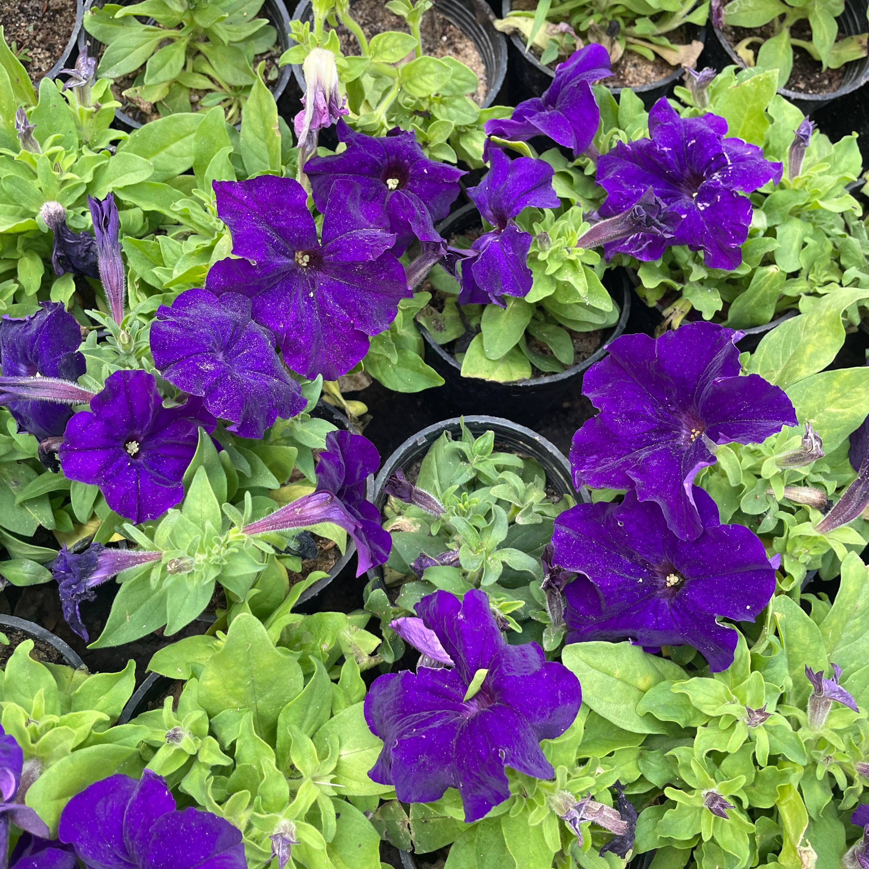 Petunia - بيتونيا