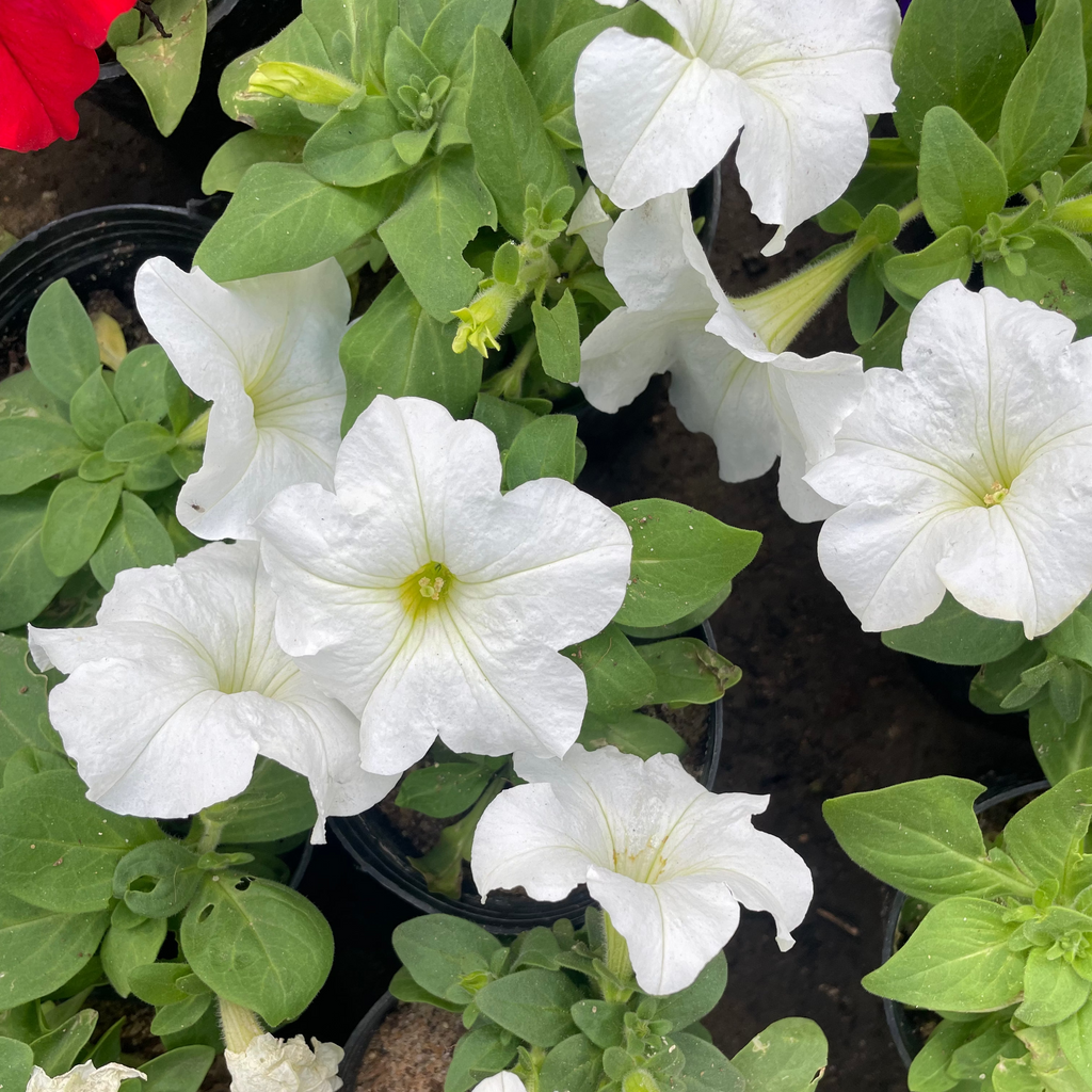 Petunia - بيتونيا